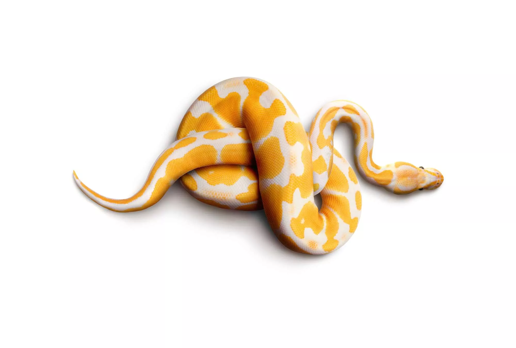 Snakes photo wallpaper with albino python