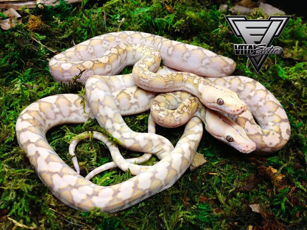 FREE Reptile Computer Wallpaper