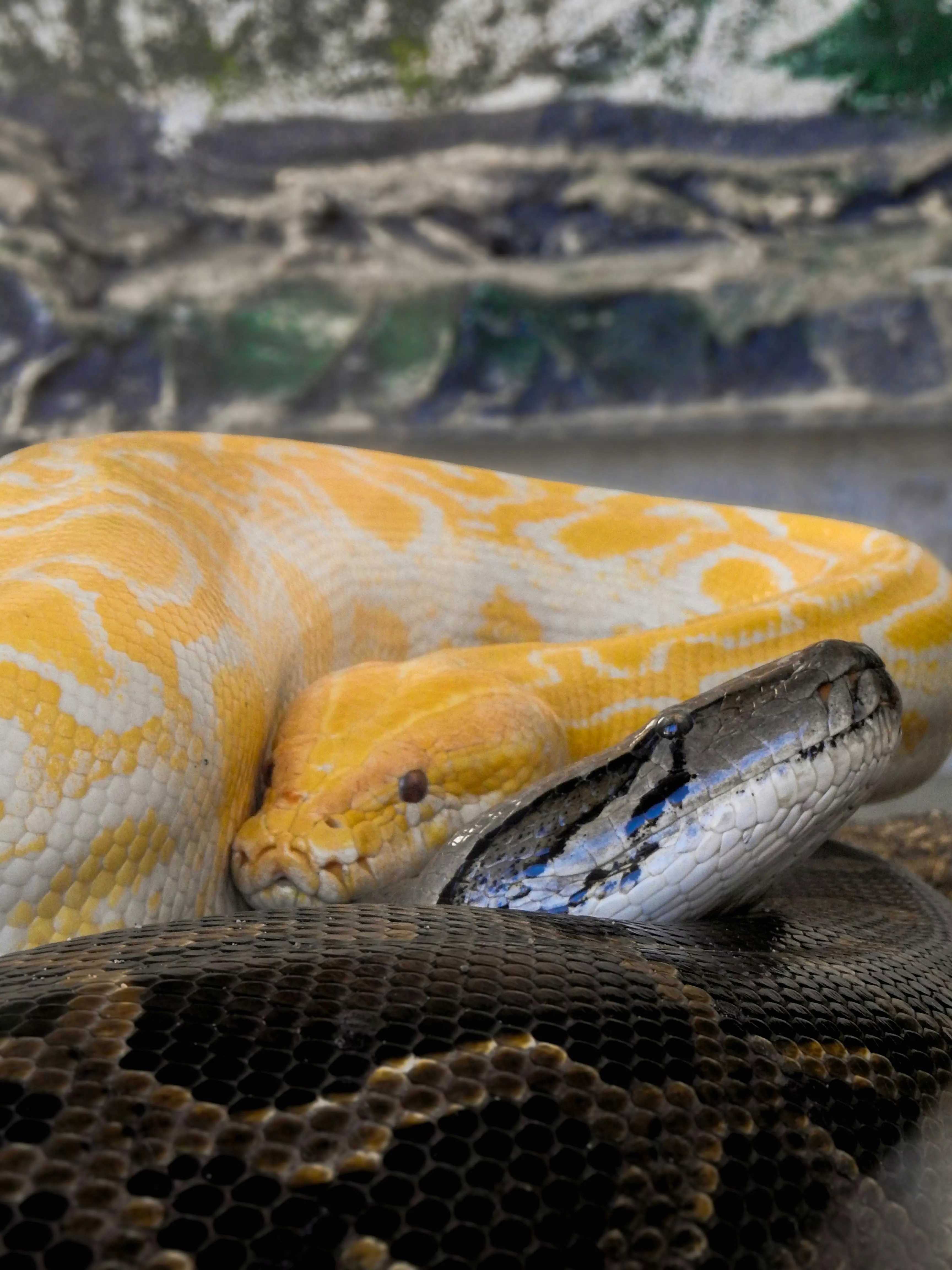 Albino Python Wallpapers - Wallpaper Cave