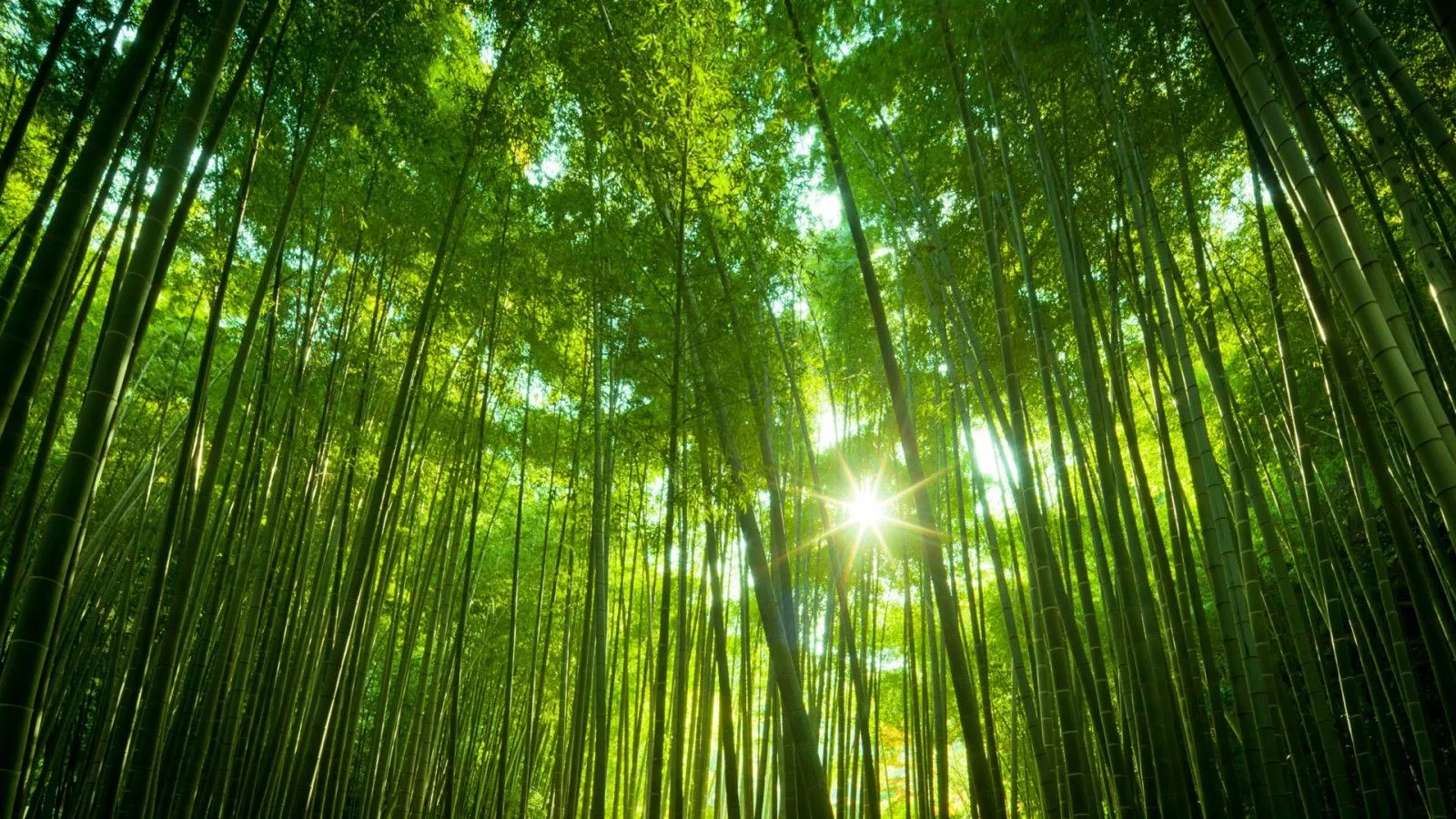 Japanese Bamboo Forest Wallpaper. HD