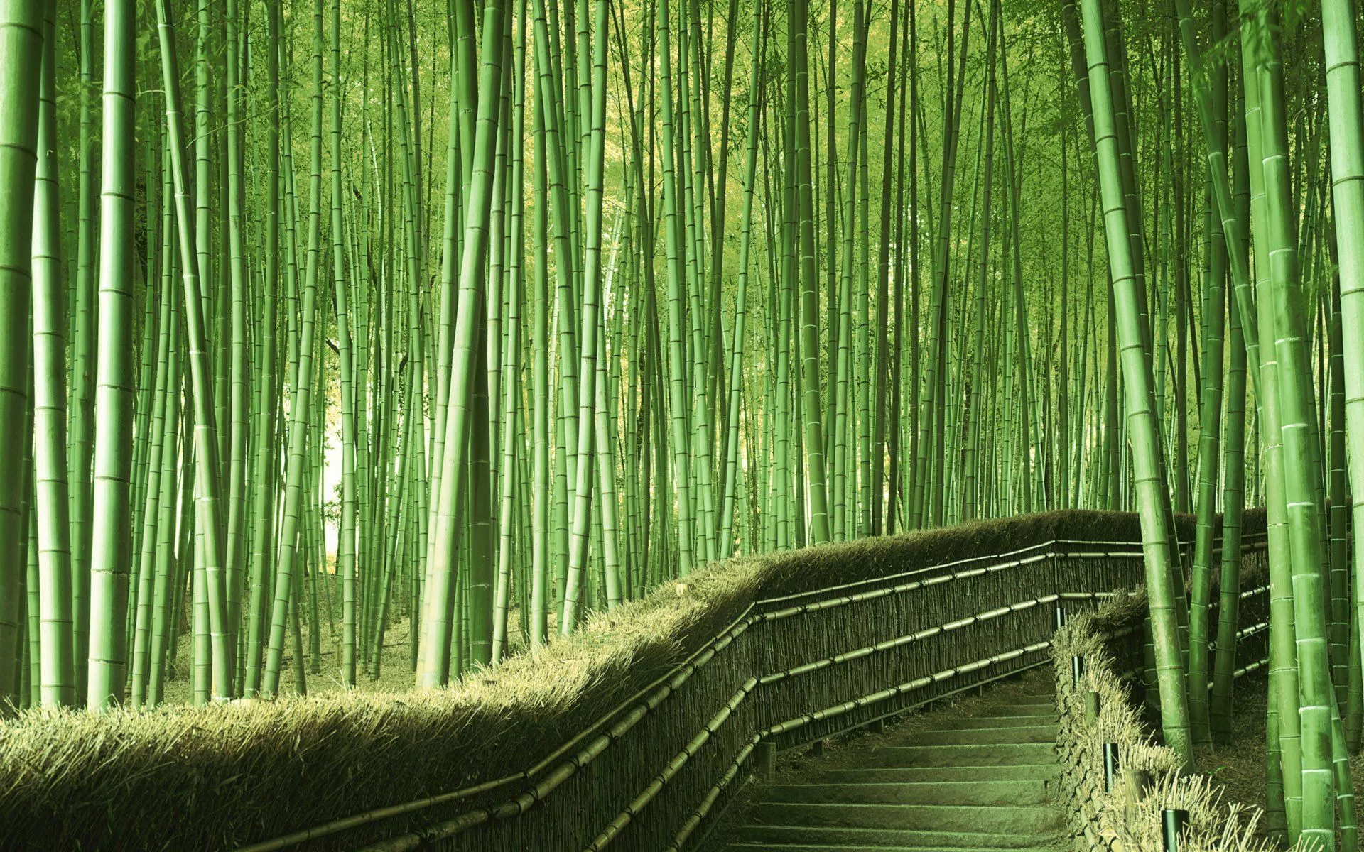 Bamboo Serenity: A Stunning HD