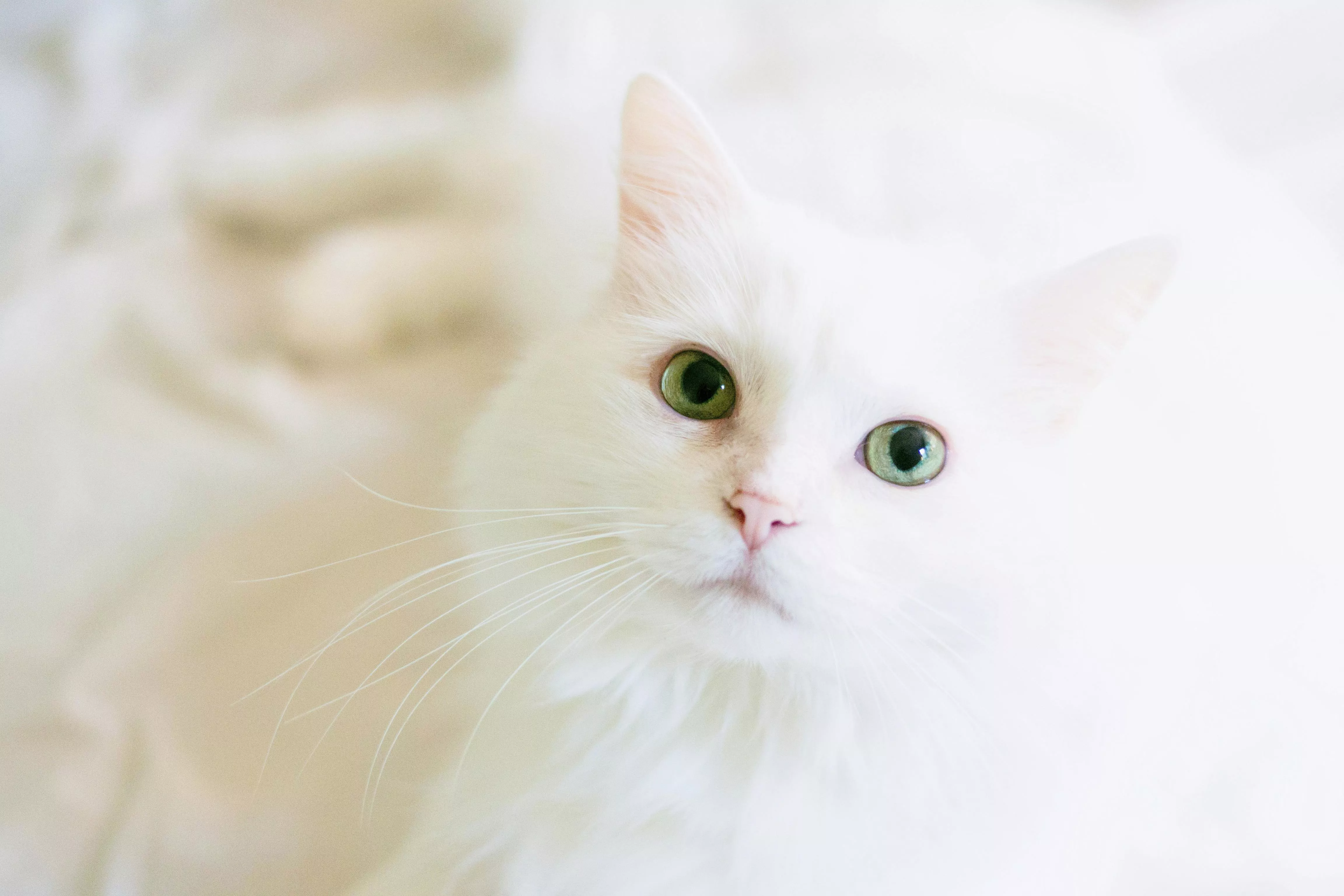 White Cat Photo, Download The BEST