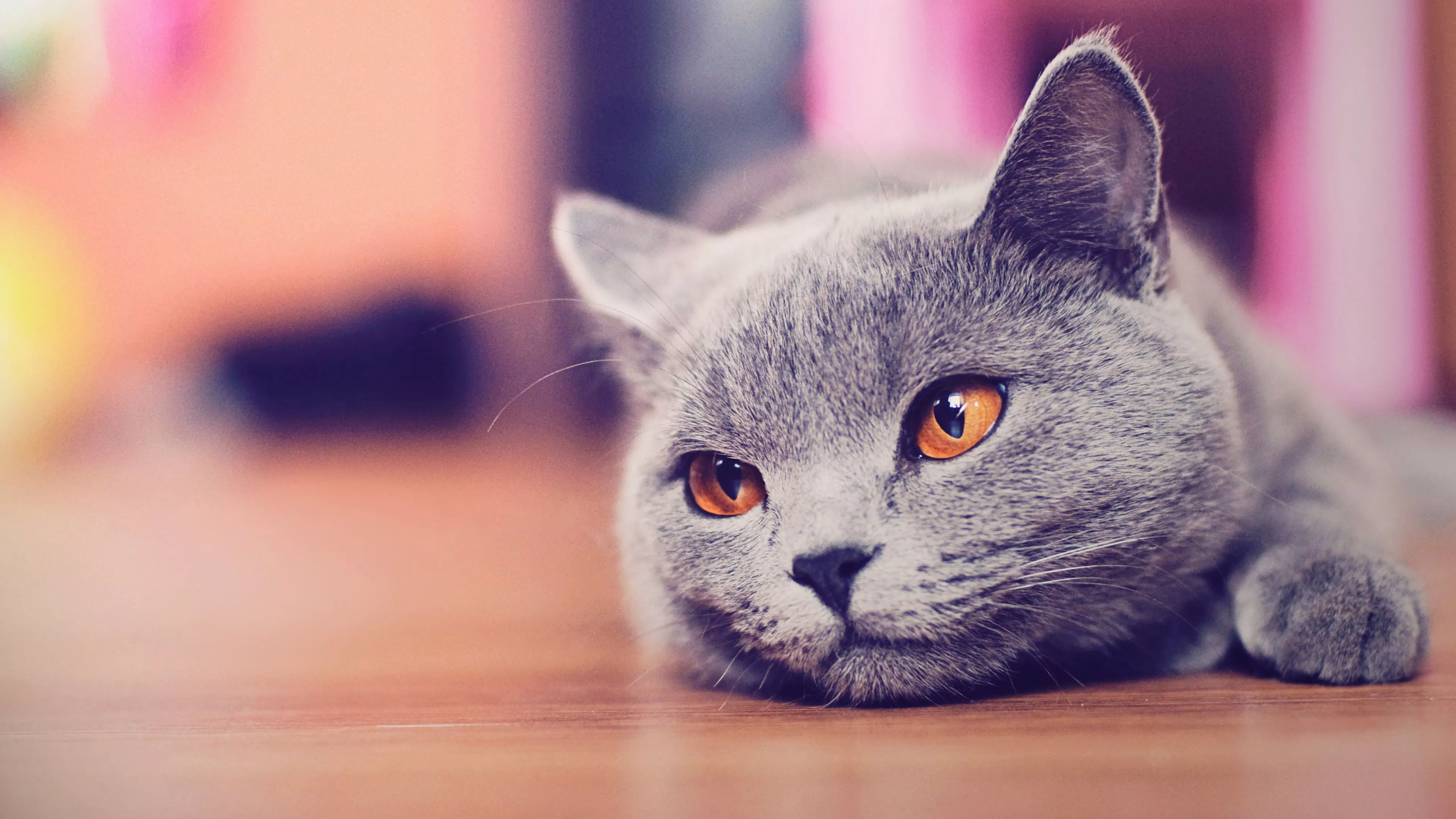 Russian Blue Cat 4K Wallpaper