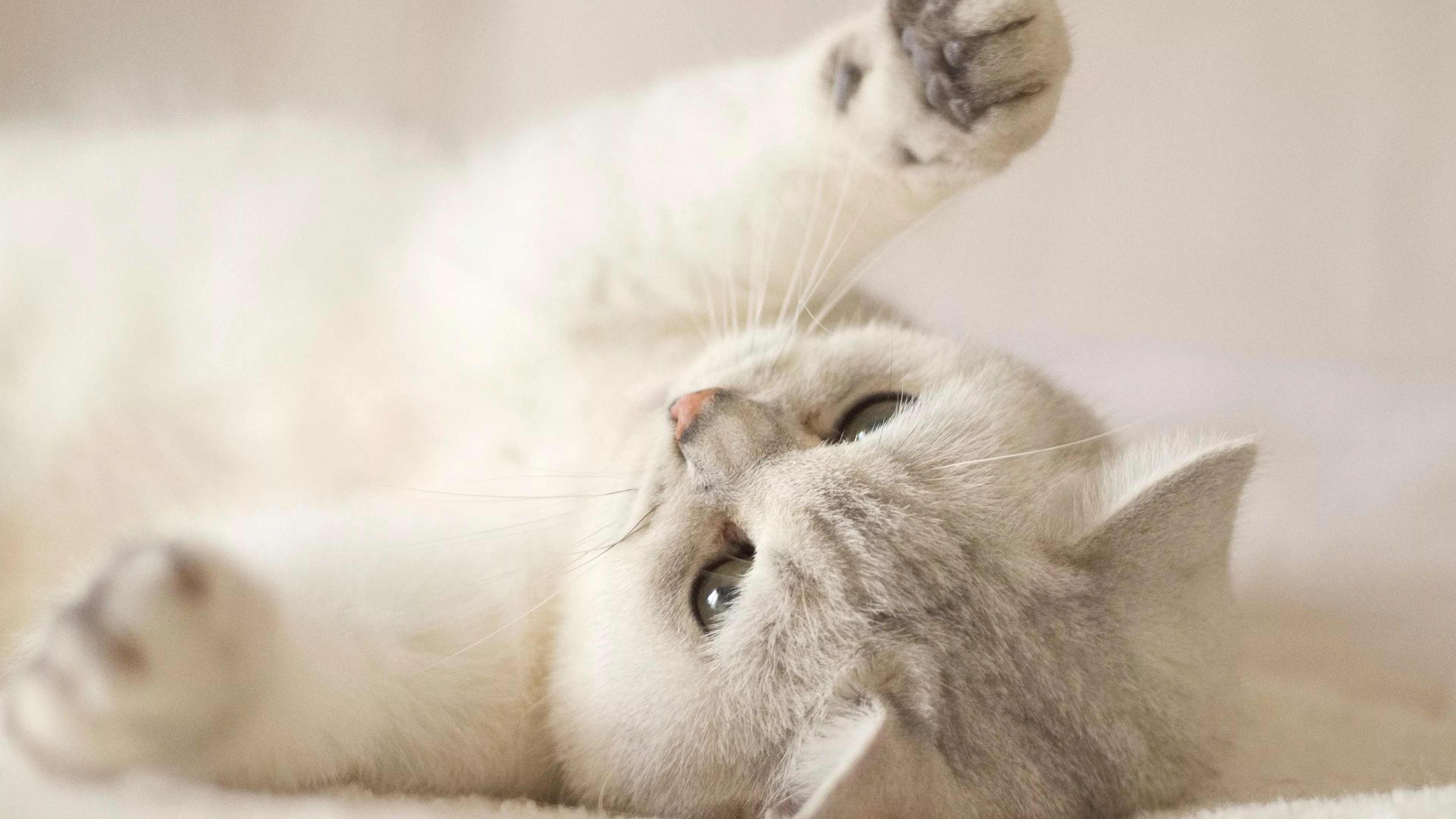 Cute Kitten 4K Desktop Wallpaper