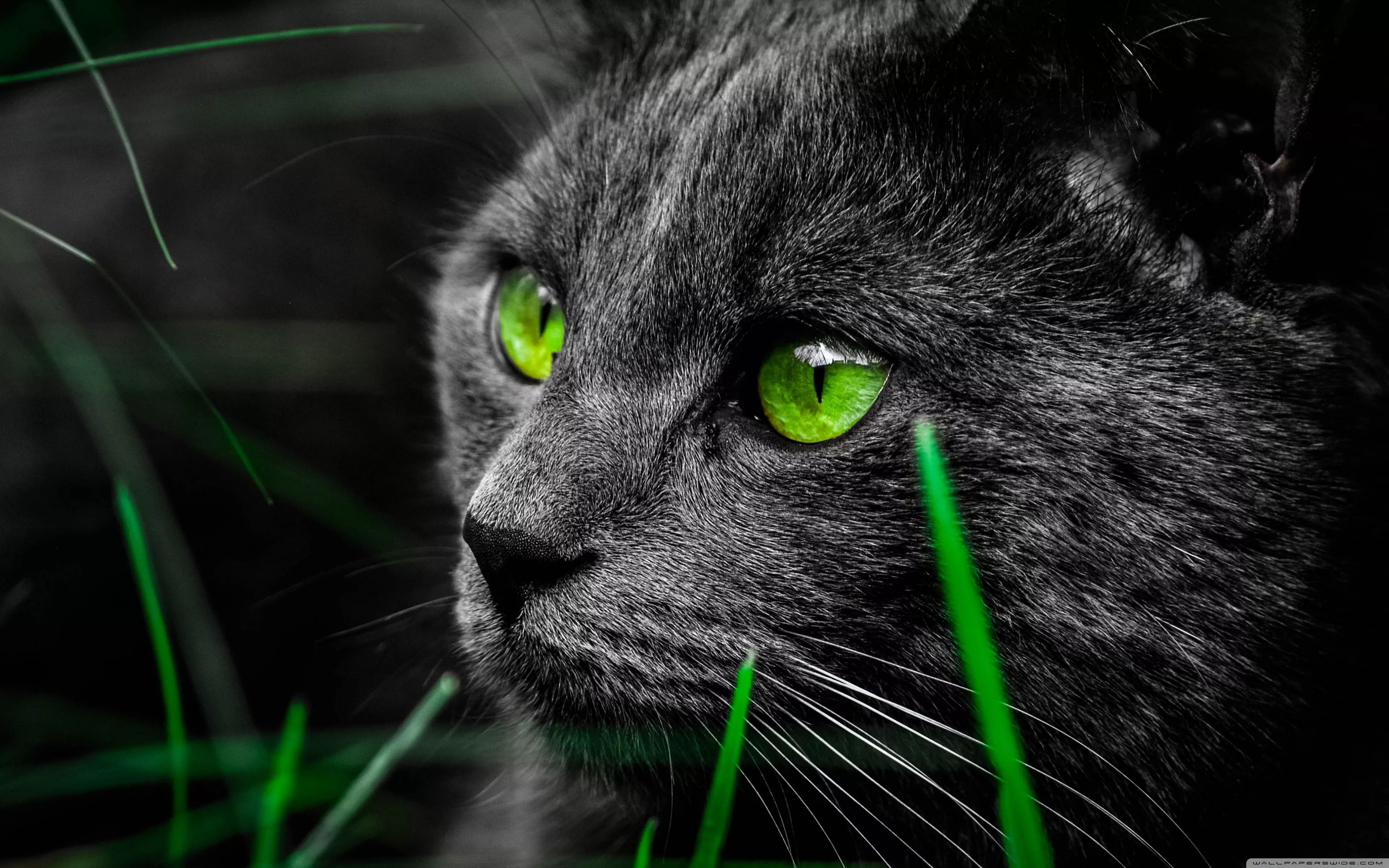 Cat Ultra HD Wallpaper for 4K UHD TV