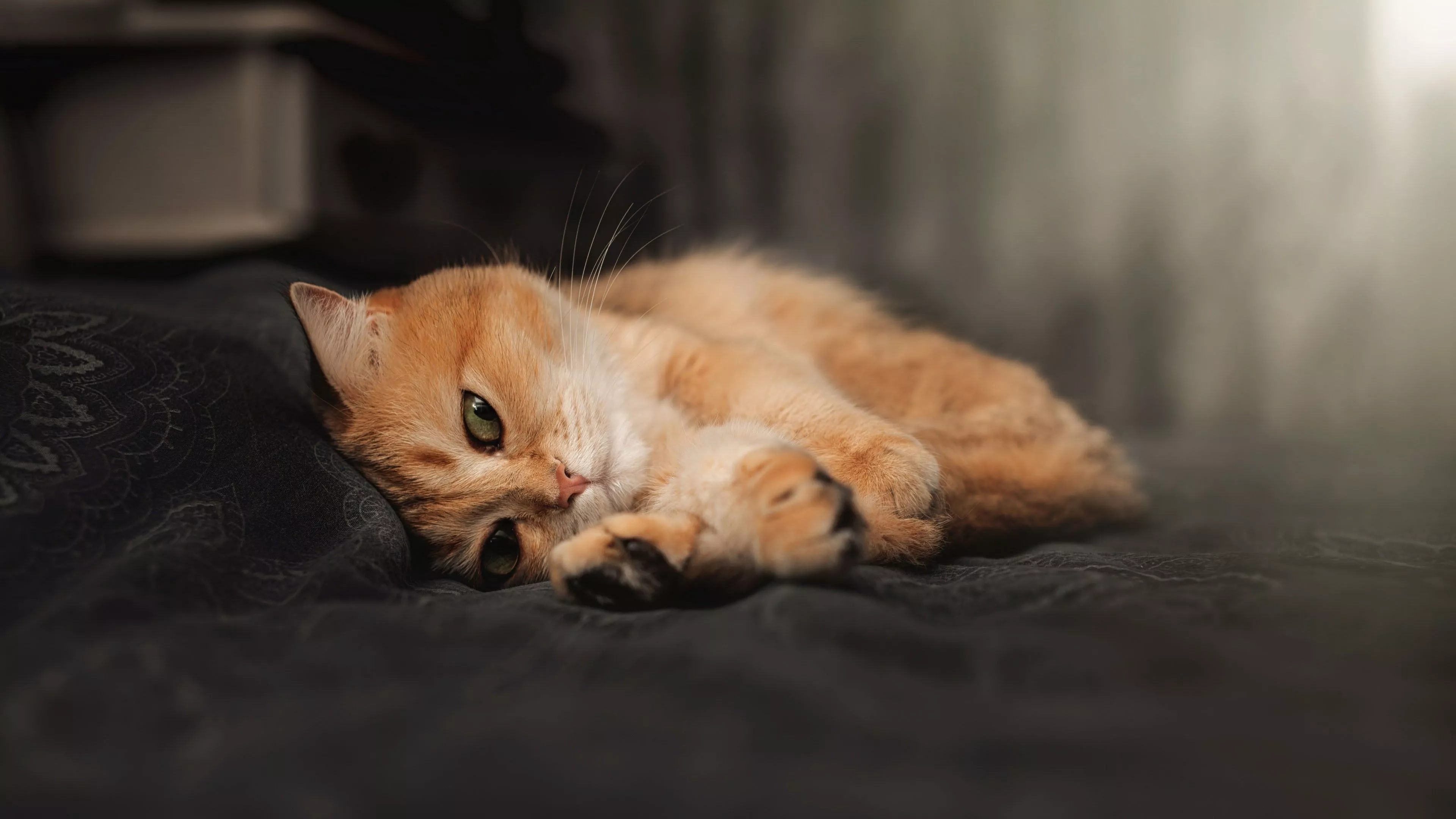 Brown White Cat Is Lying Down On Bed 4K