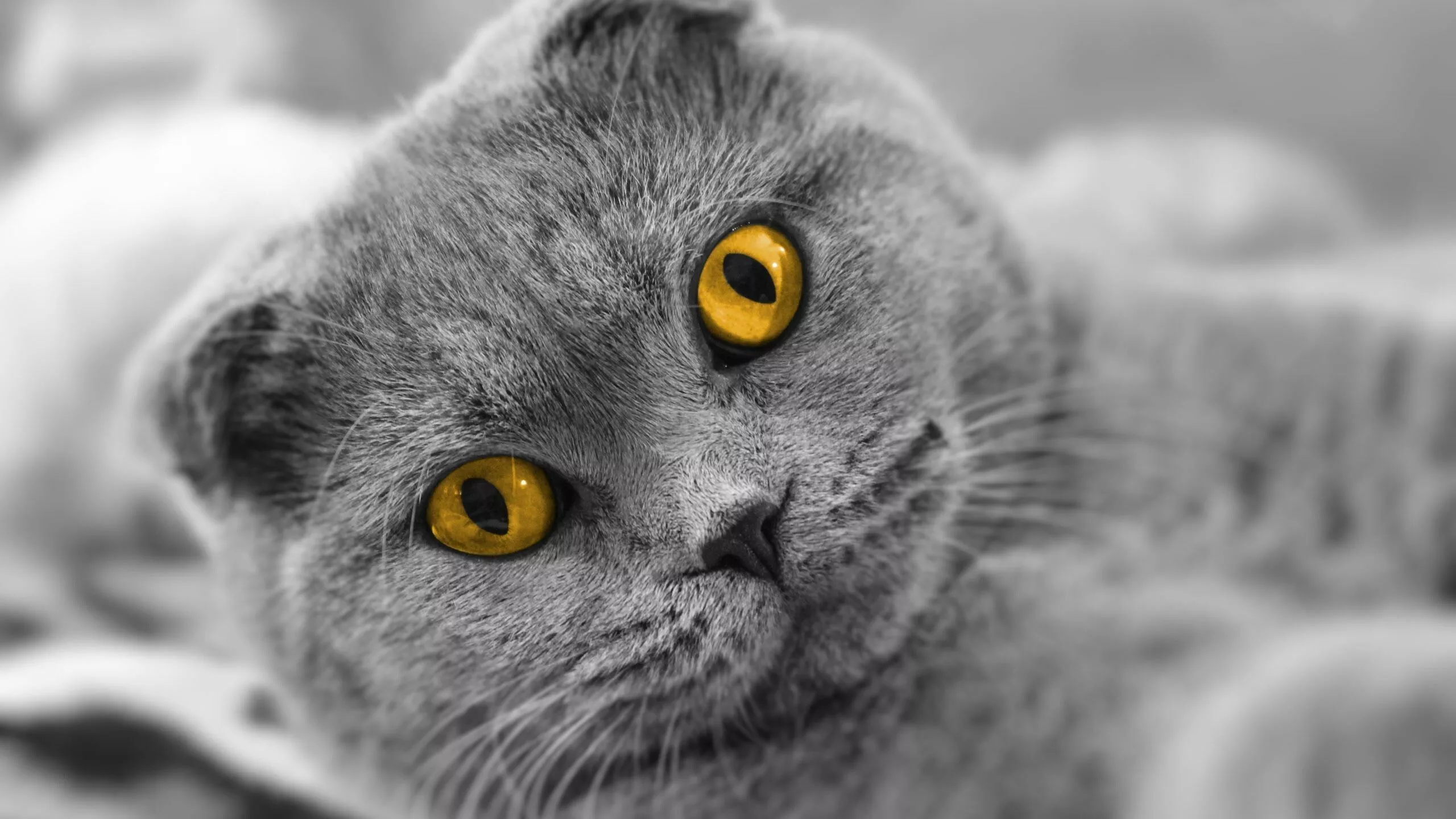 Scottish Fold Wallpaper
