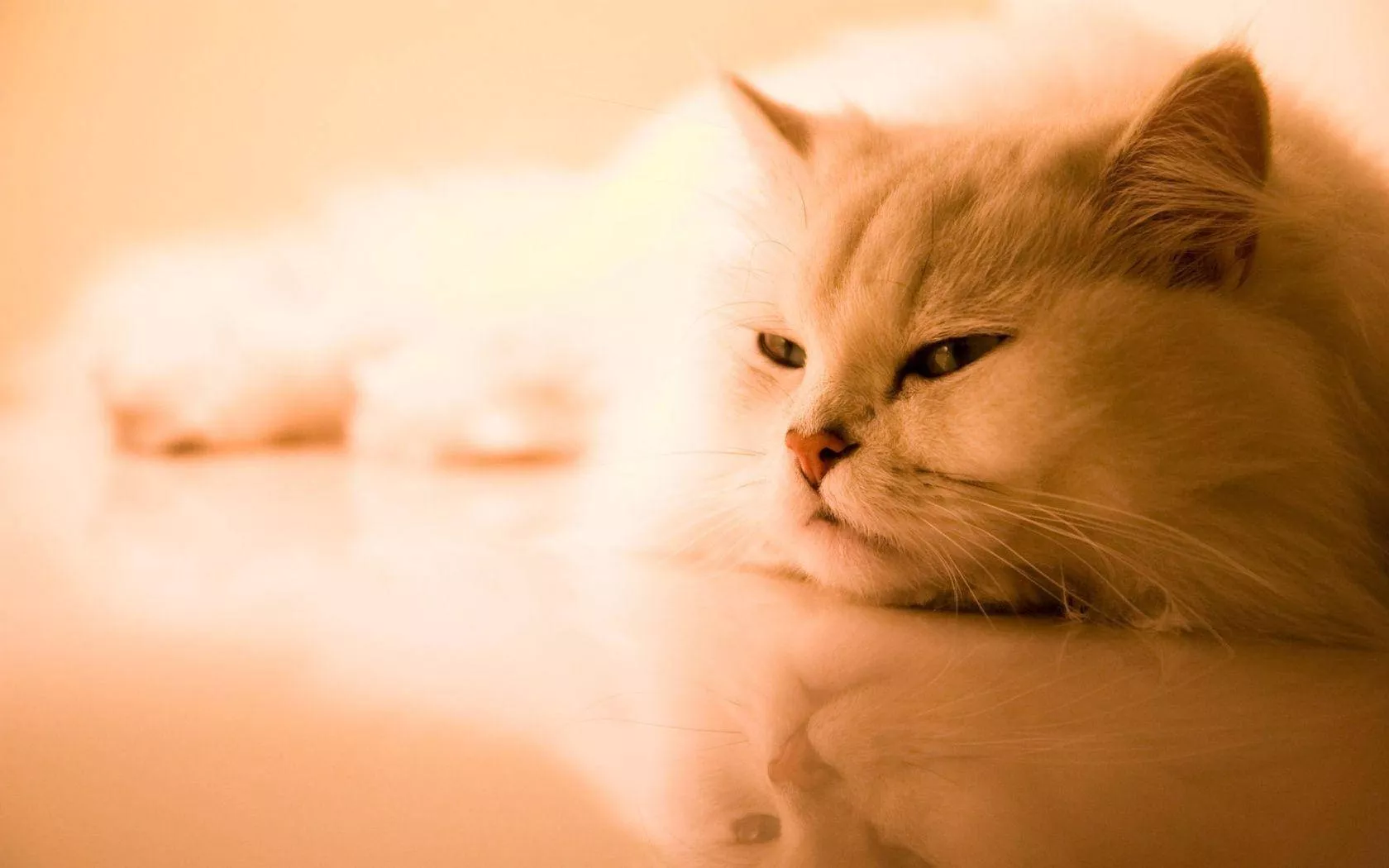 Download Fluffy Persian Cat Cute Desktop Wallpaper