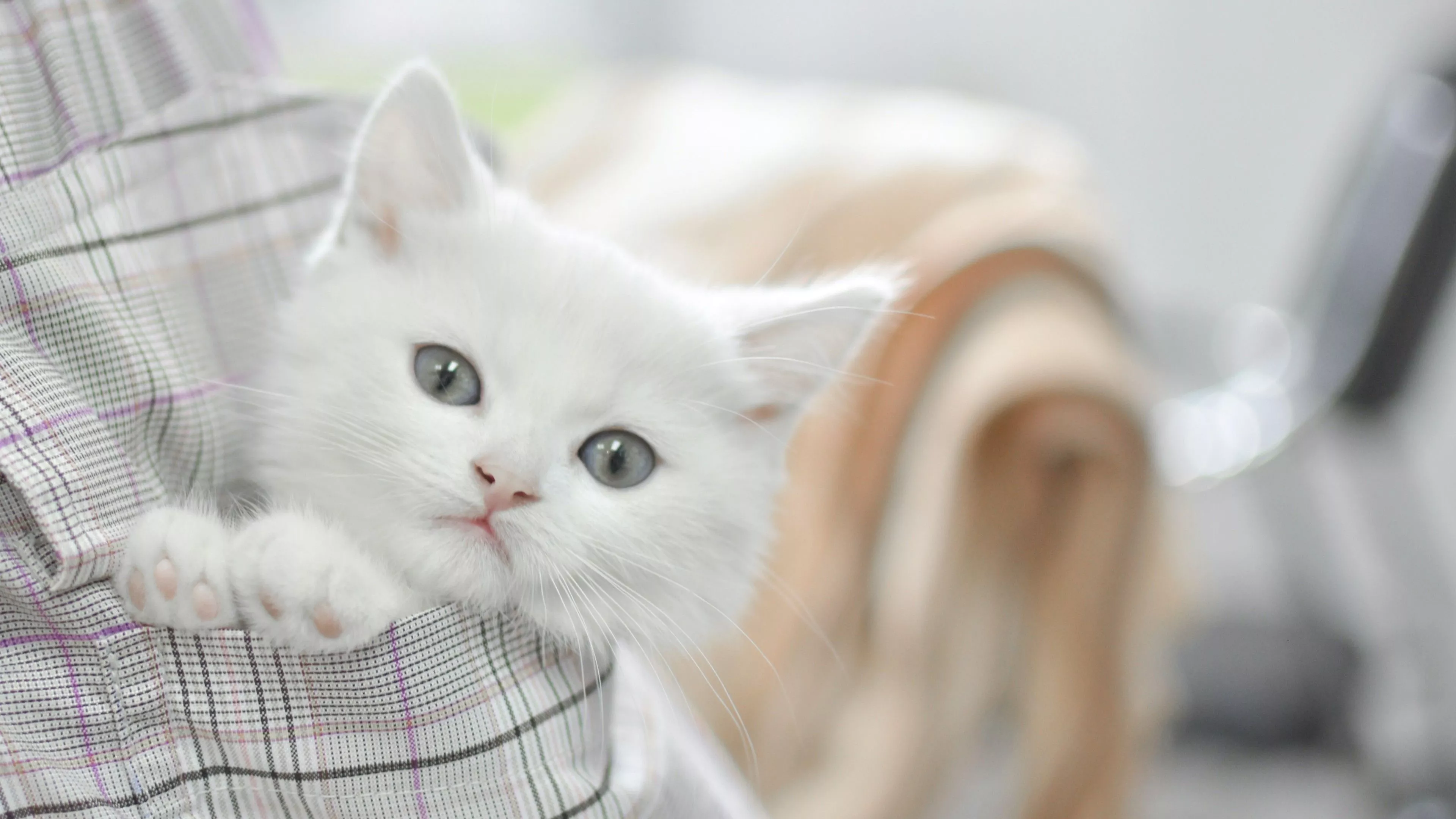 Cute White Cat Kitten Inside Pocket