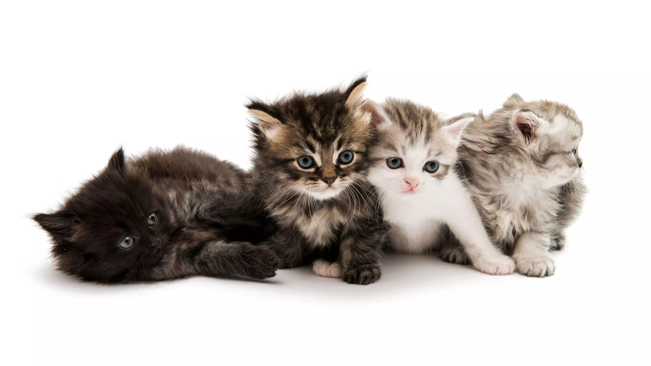 Cute Kittens Wallpaper 4K, White background