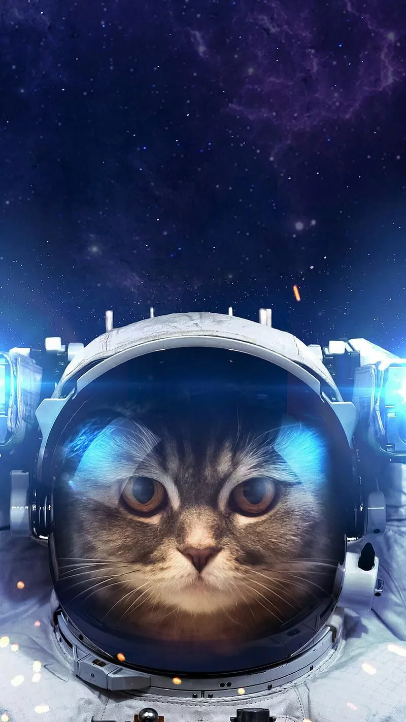 HD space cat wallpaper