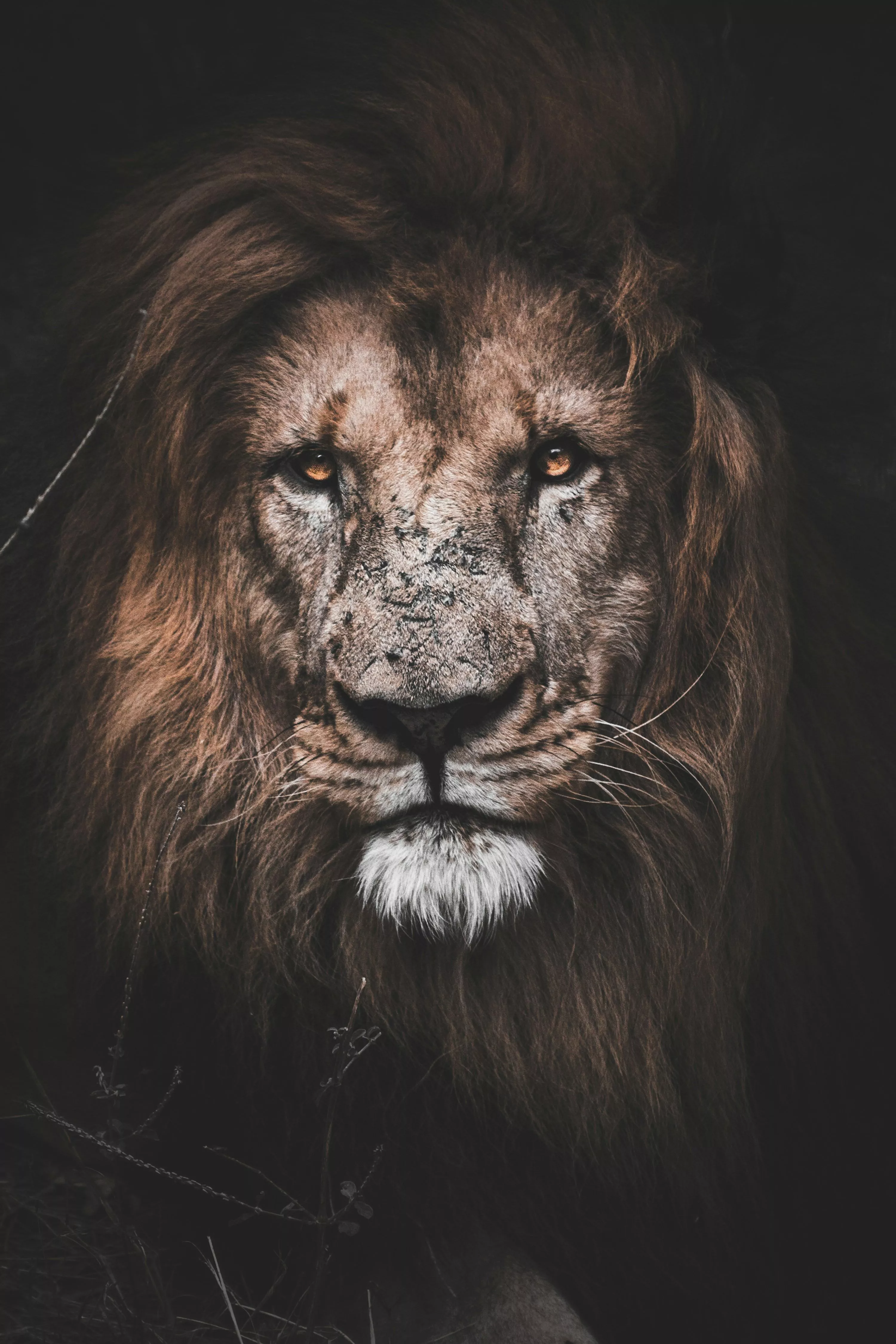 Lion Wallpaper: Free HD Download