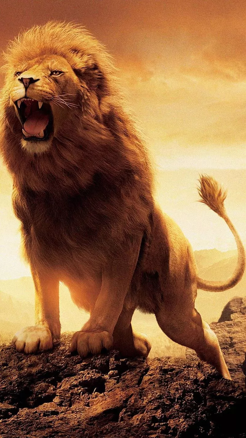 Lion, narnia, HD phone wallpaper