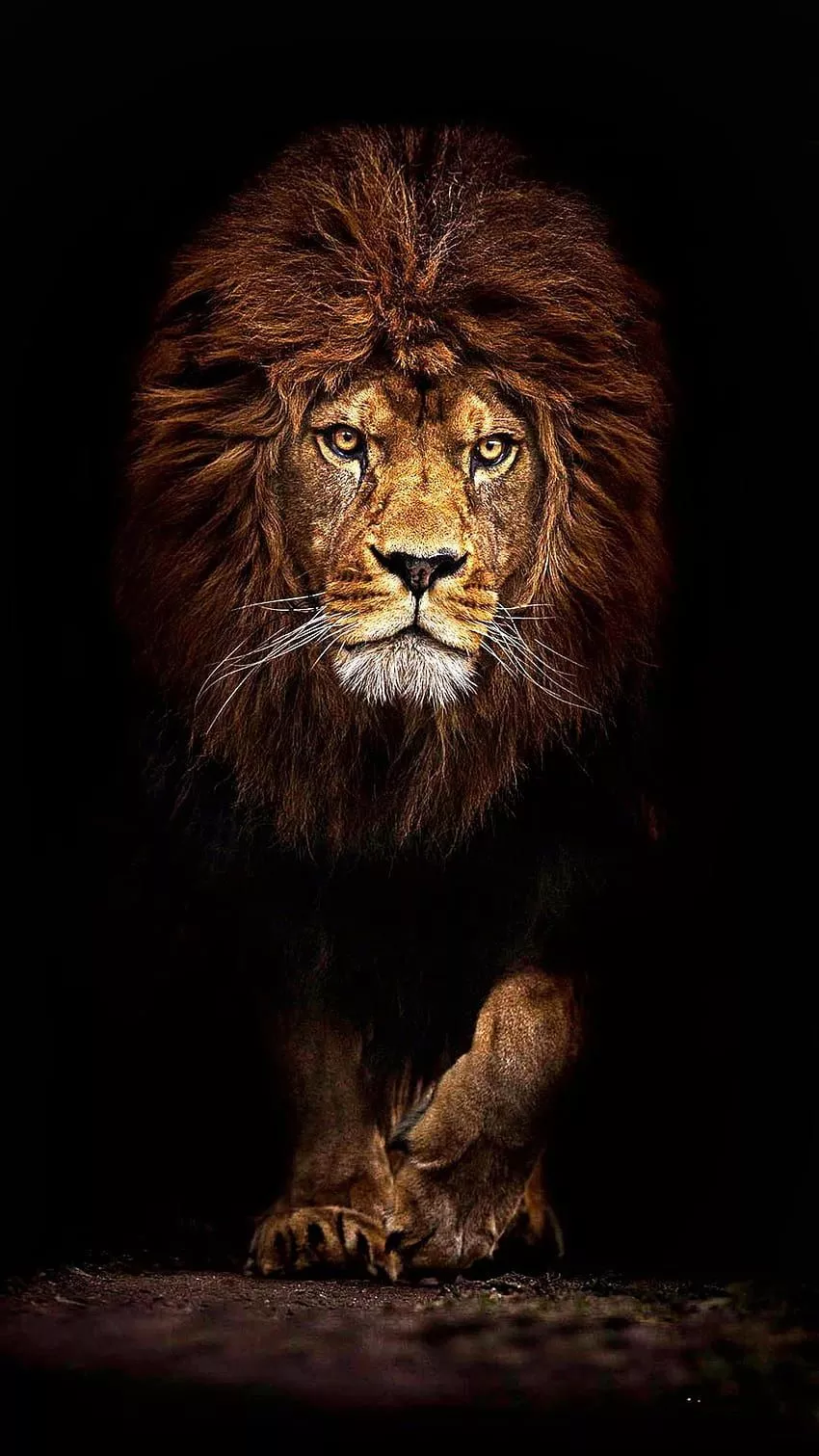 Lion Phone HD phone wallpaper