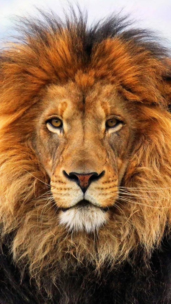 Download Animal Lion Phone Wallpaper