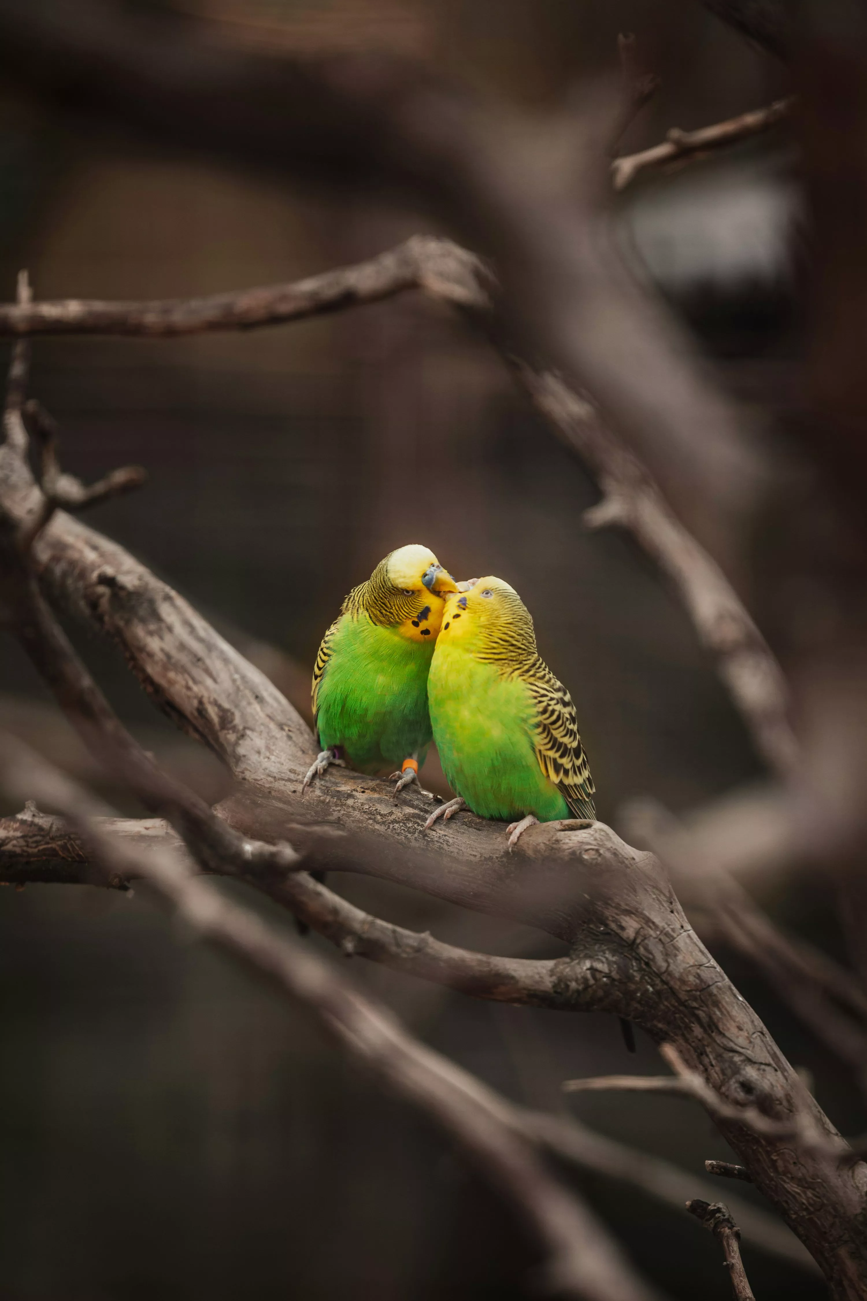 Parakeet Picture [HD]. Download