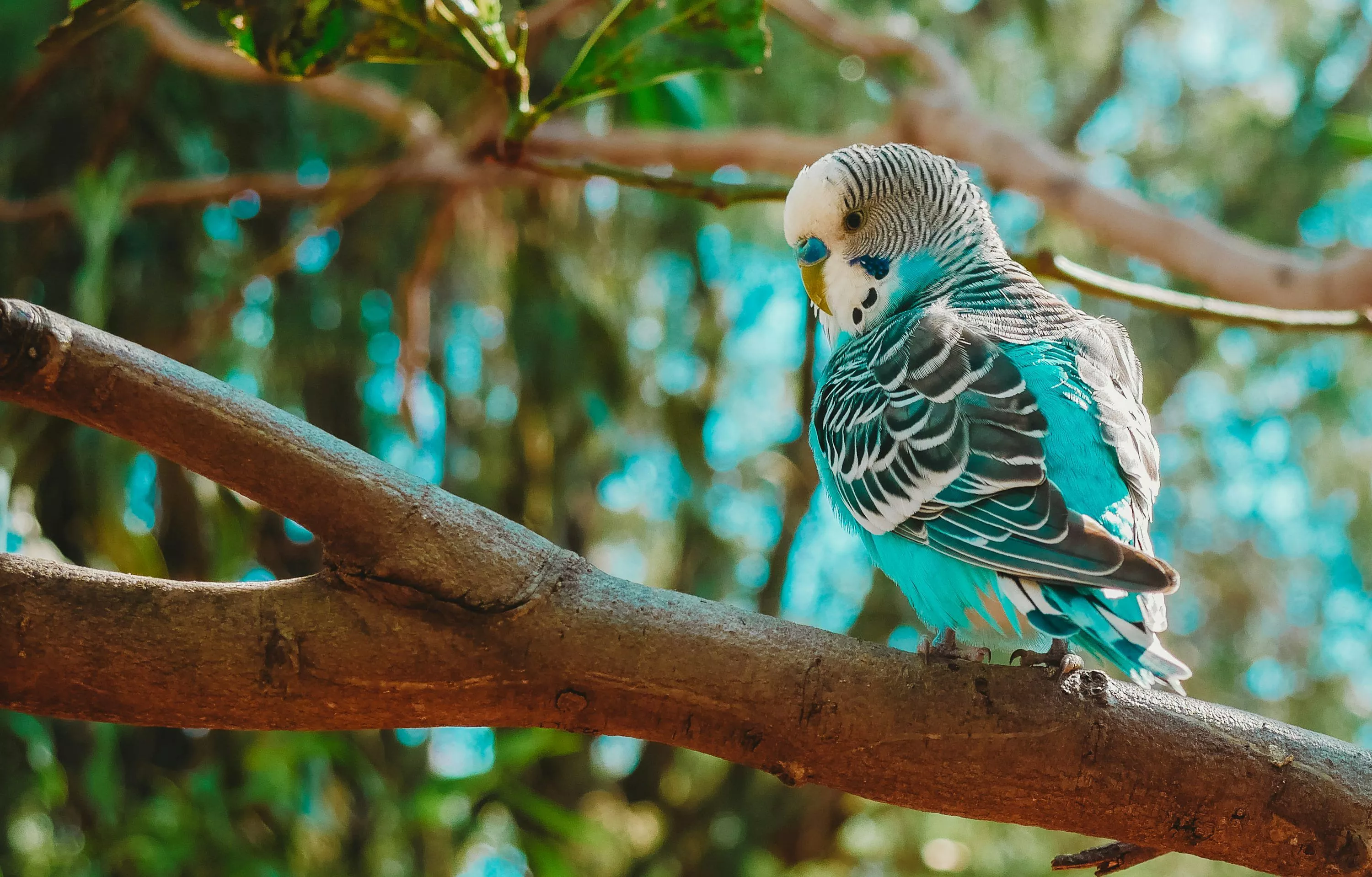 Parakeet Picture [HD]. Download