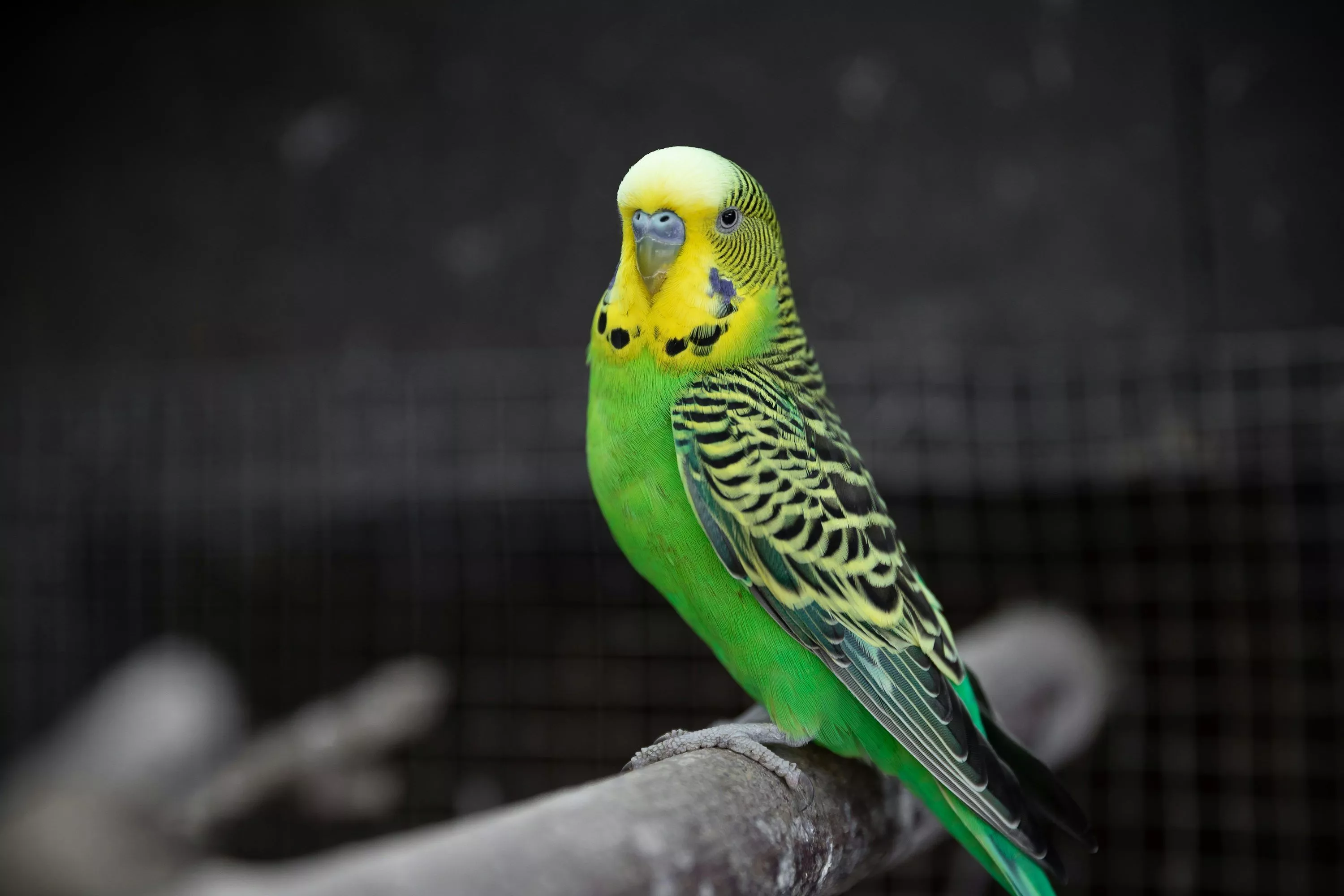 Parakeet Picture [HD]. Download