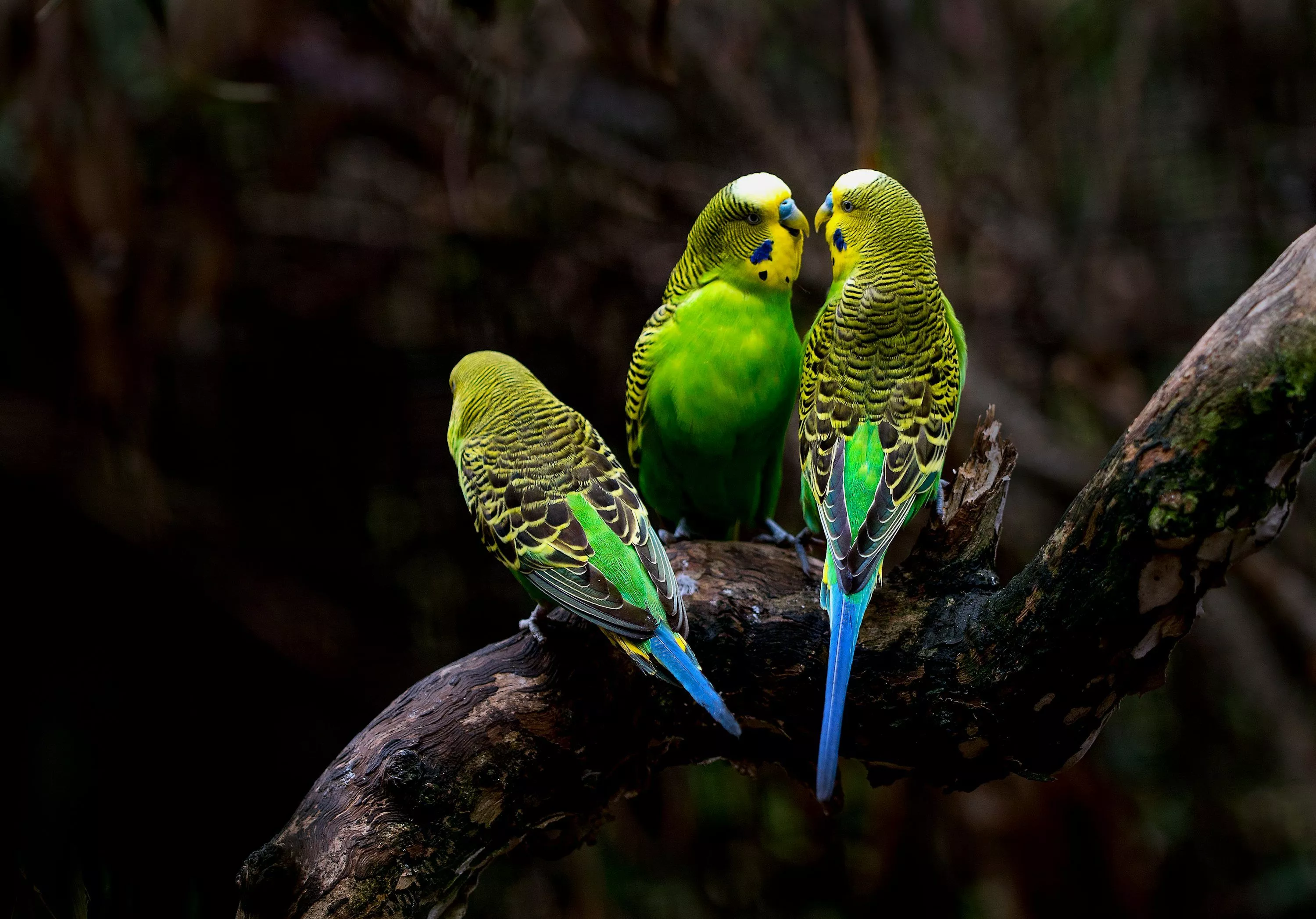 Parakeet Picture [HD]. Download