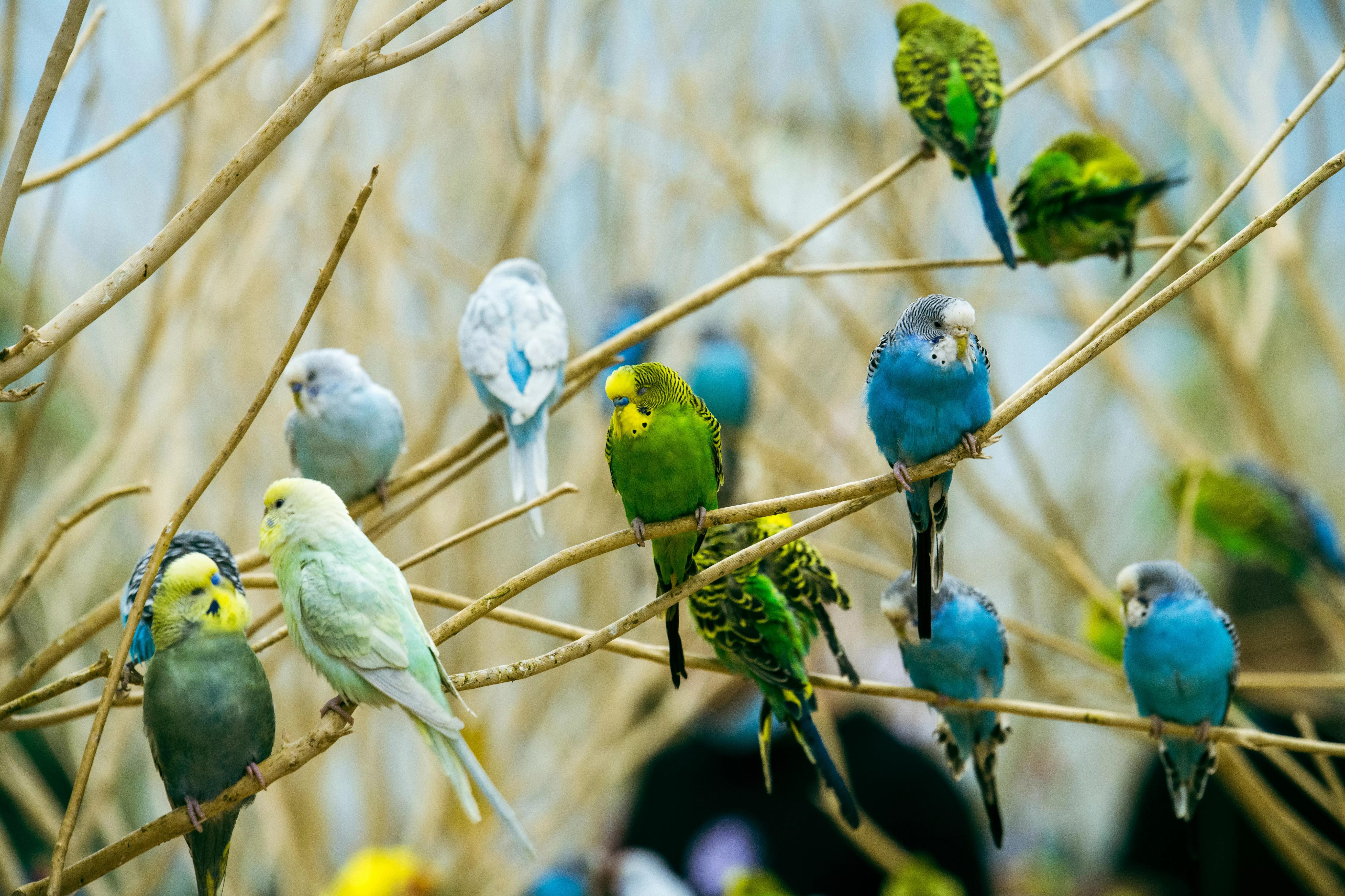 Parakeets Photo, Download The BEST