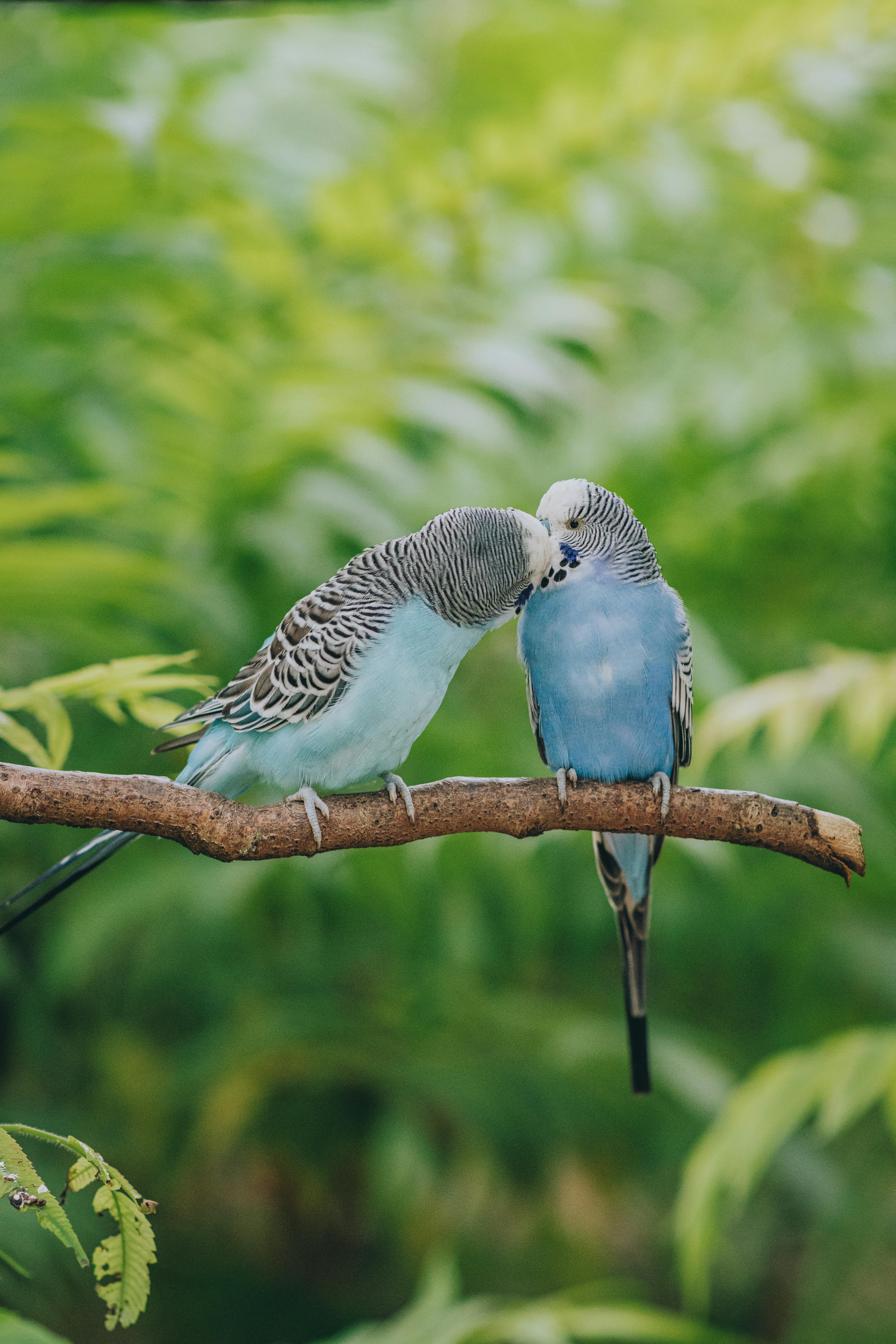 Parakeets Photo, Download The BEST