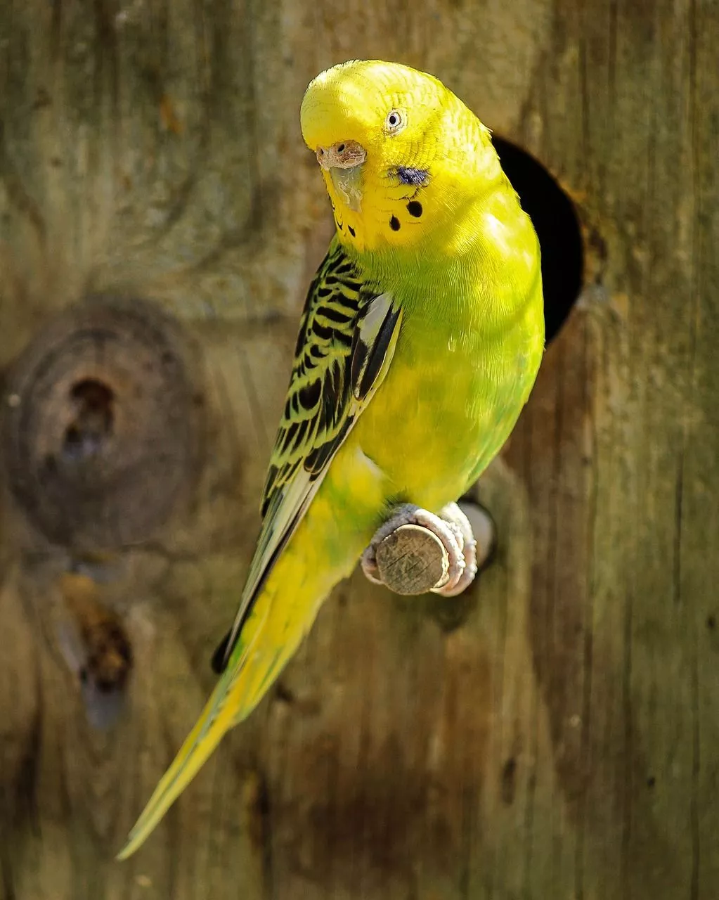 Parakeets Wallpaper & Parakeet Image