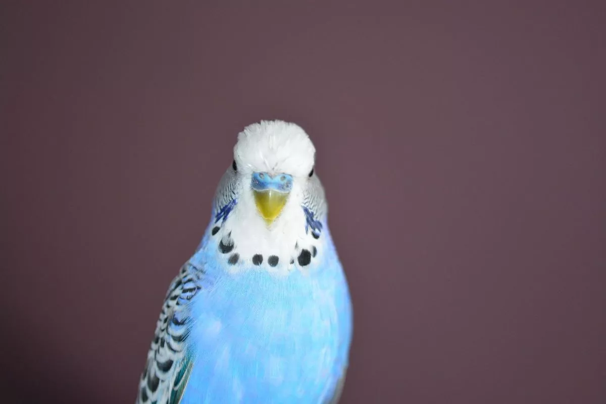 HD Desktop Background With blue parakeet