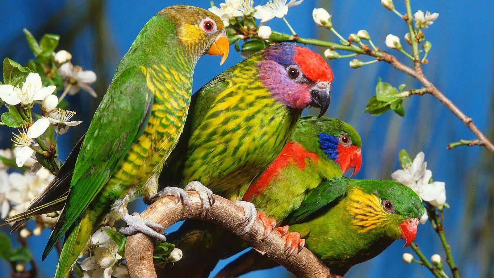 Green Parrot HD Wallpaper