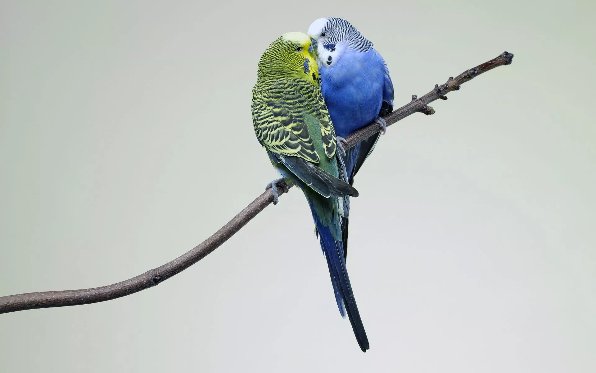 Parrot Bird Animal Budgerigar HD Wallpaper