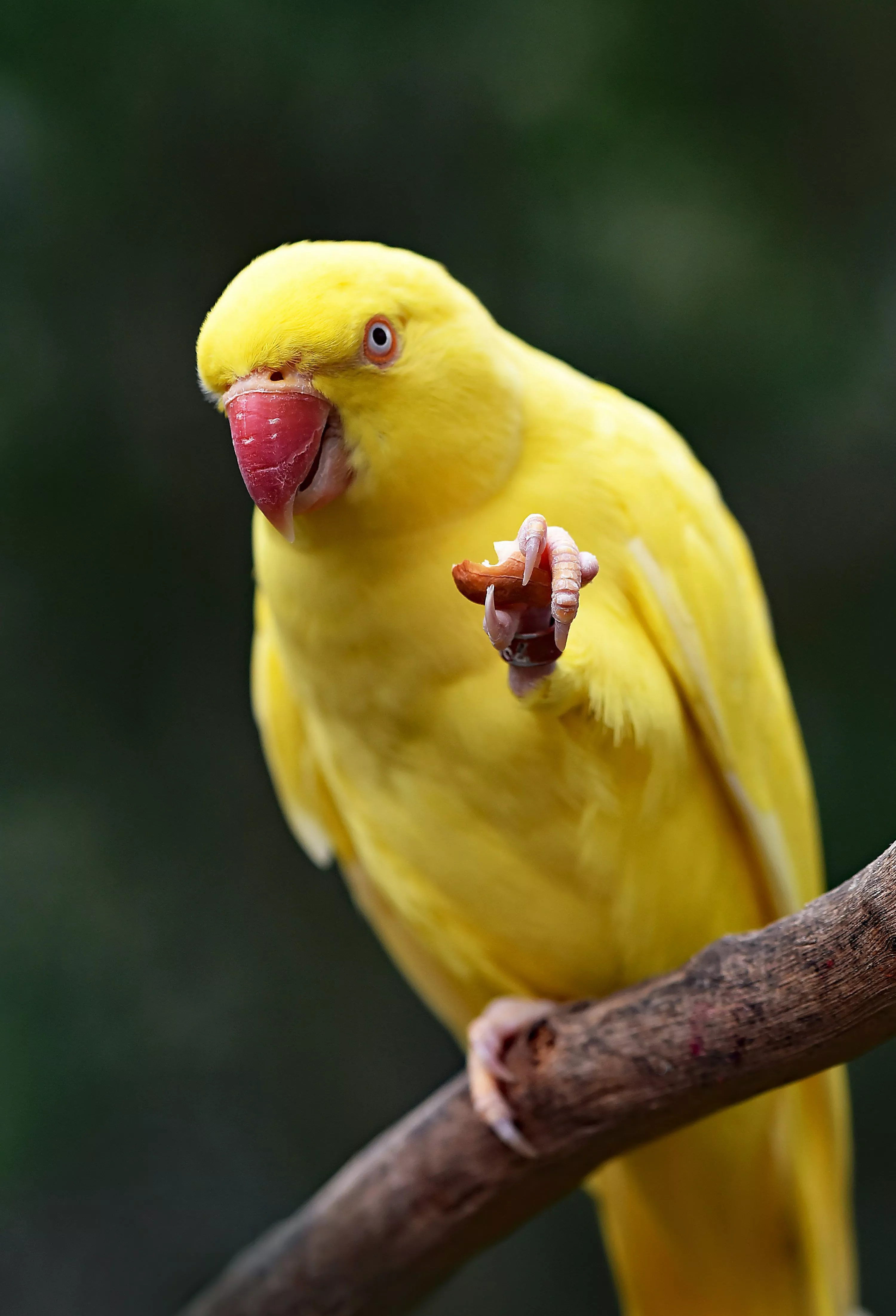 Parrot Picture. Download Free