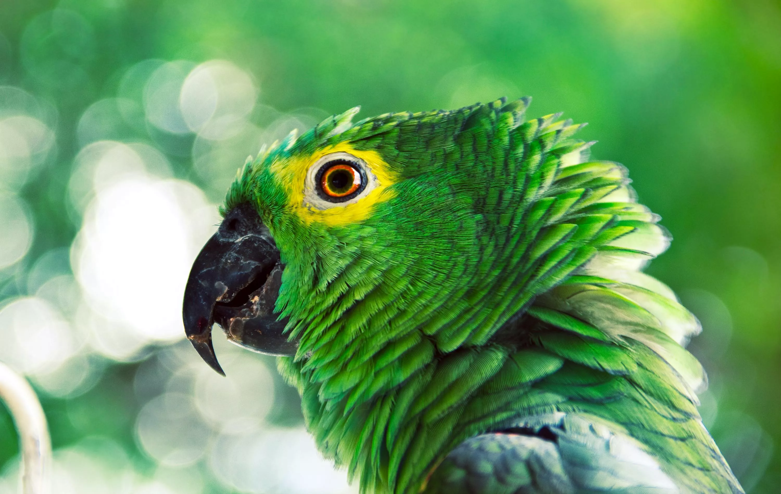 Amazon Parrot Photo, Download The BEST