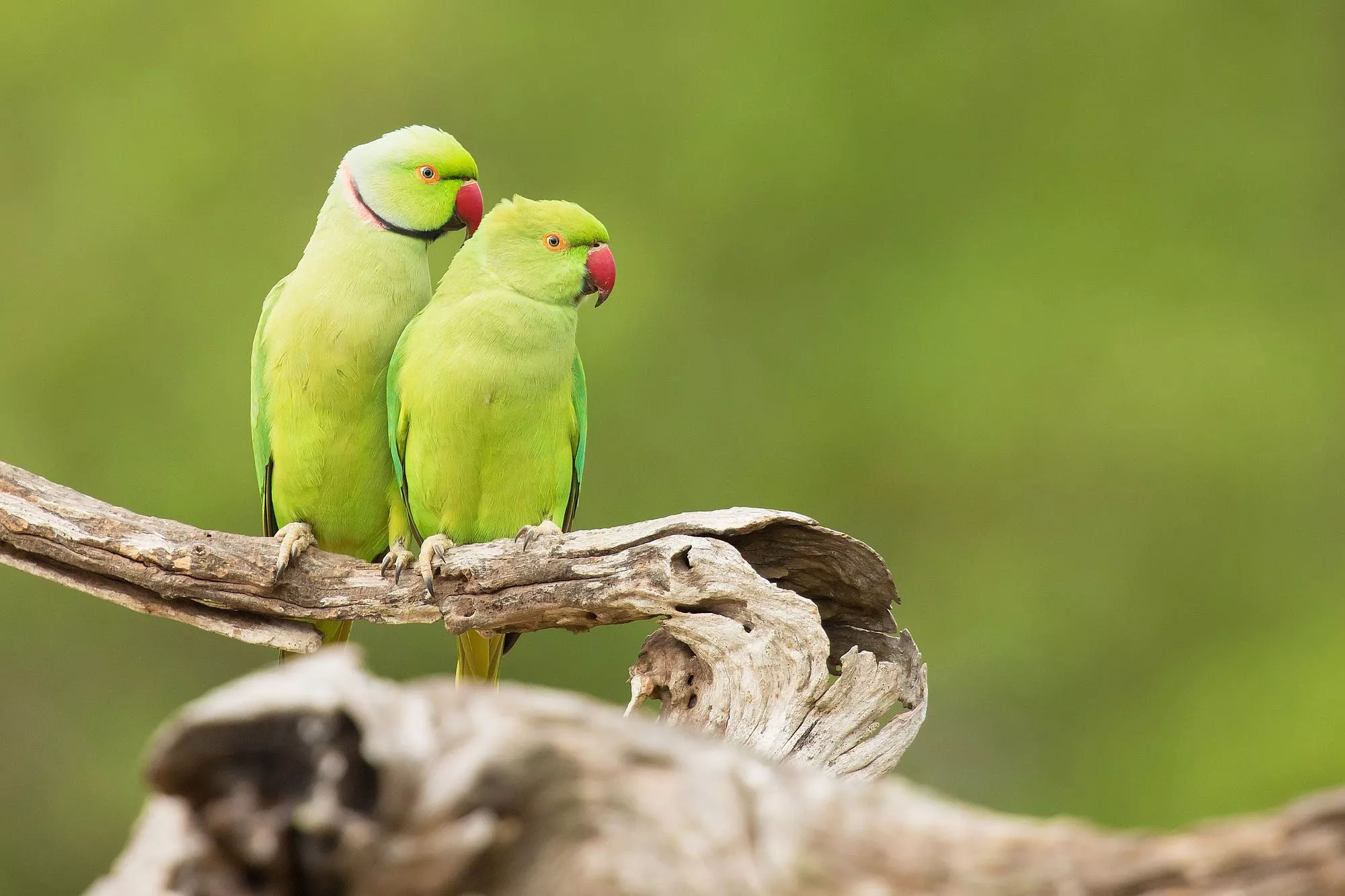 Animal Rose Ringed Parakeet HD Wallpaper