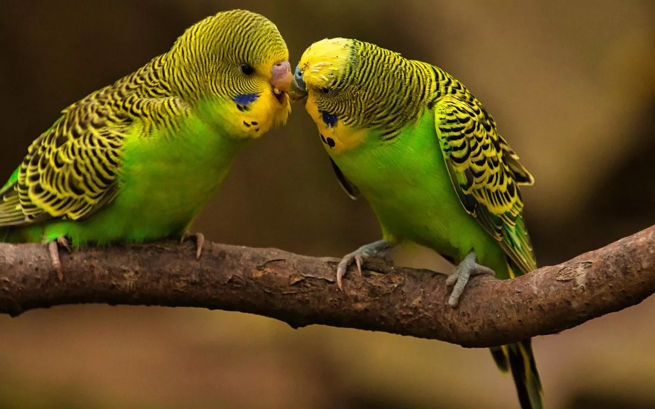 Free Budgies & Parakeet Image