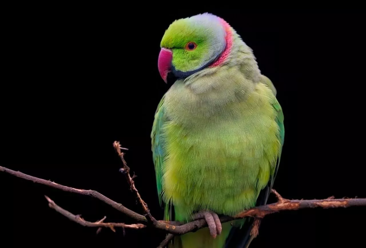 Green Parakeet & Parakeet Image