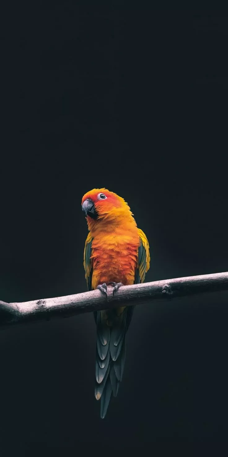 Cute, small, yellow bird, exotic