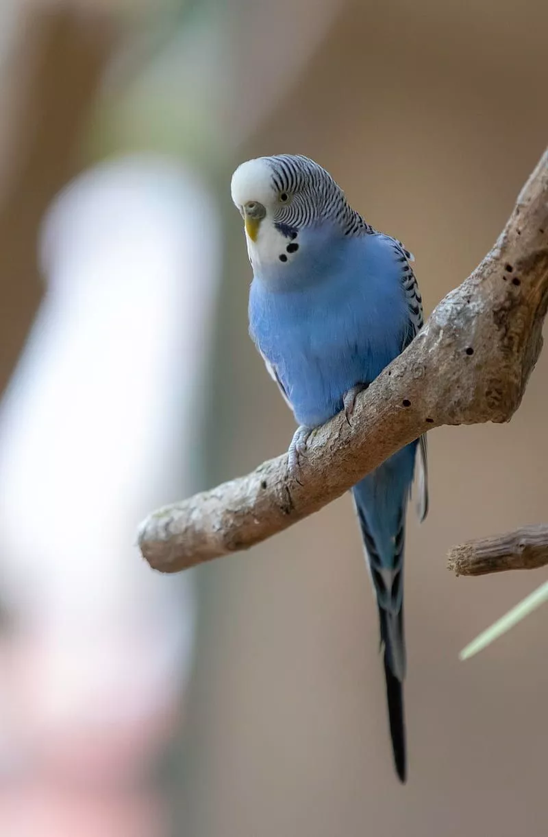HD budgerigar wallpaper