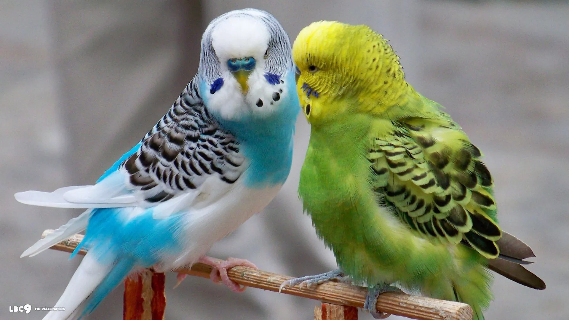 Budgie wallpaper 2025