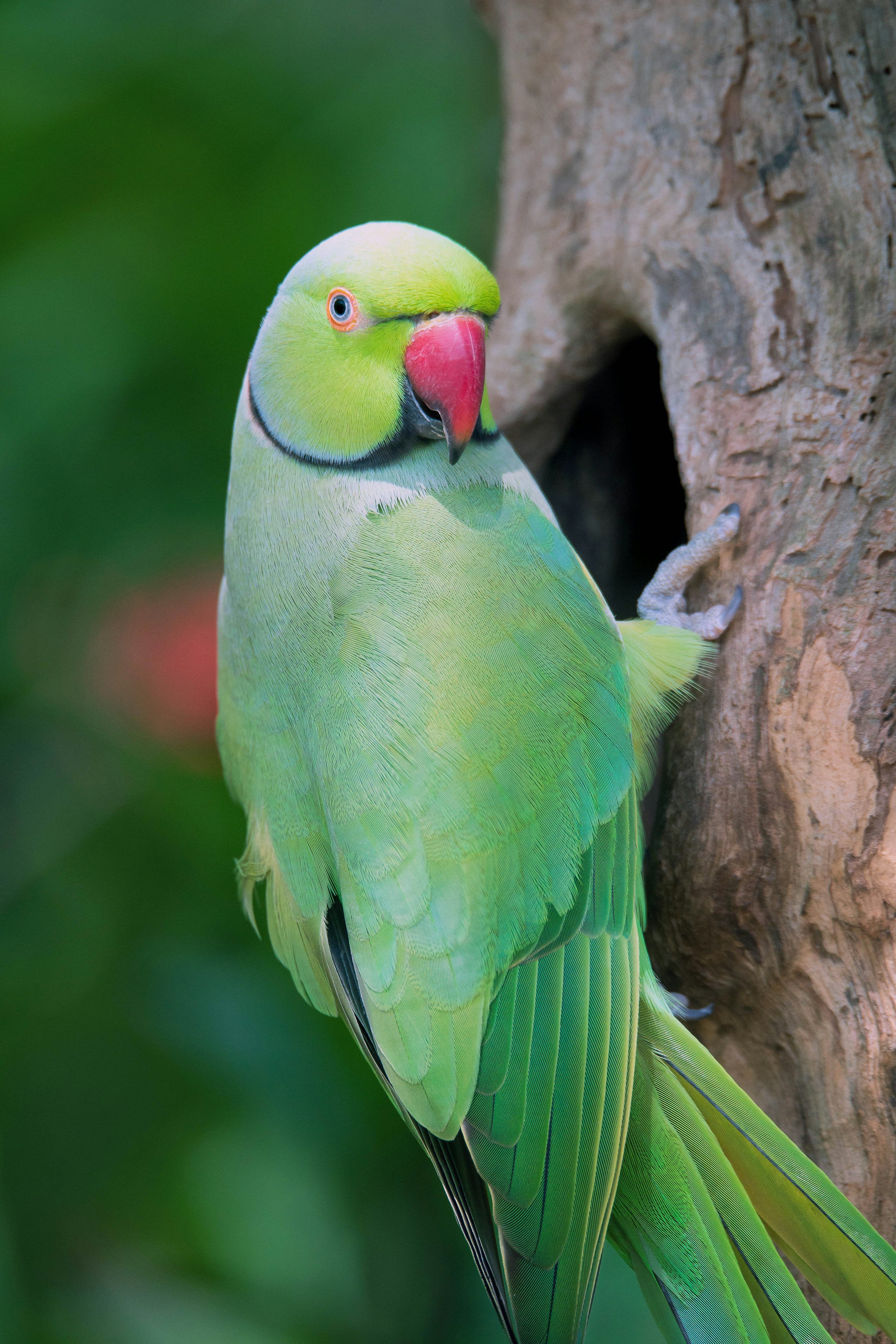 Green Parrot Picture. Download