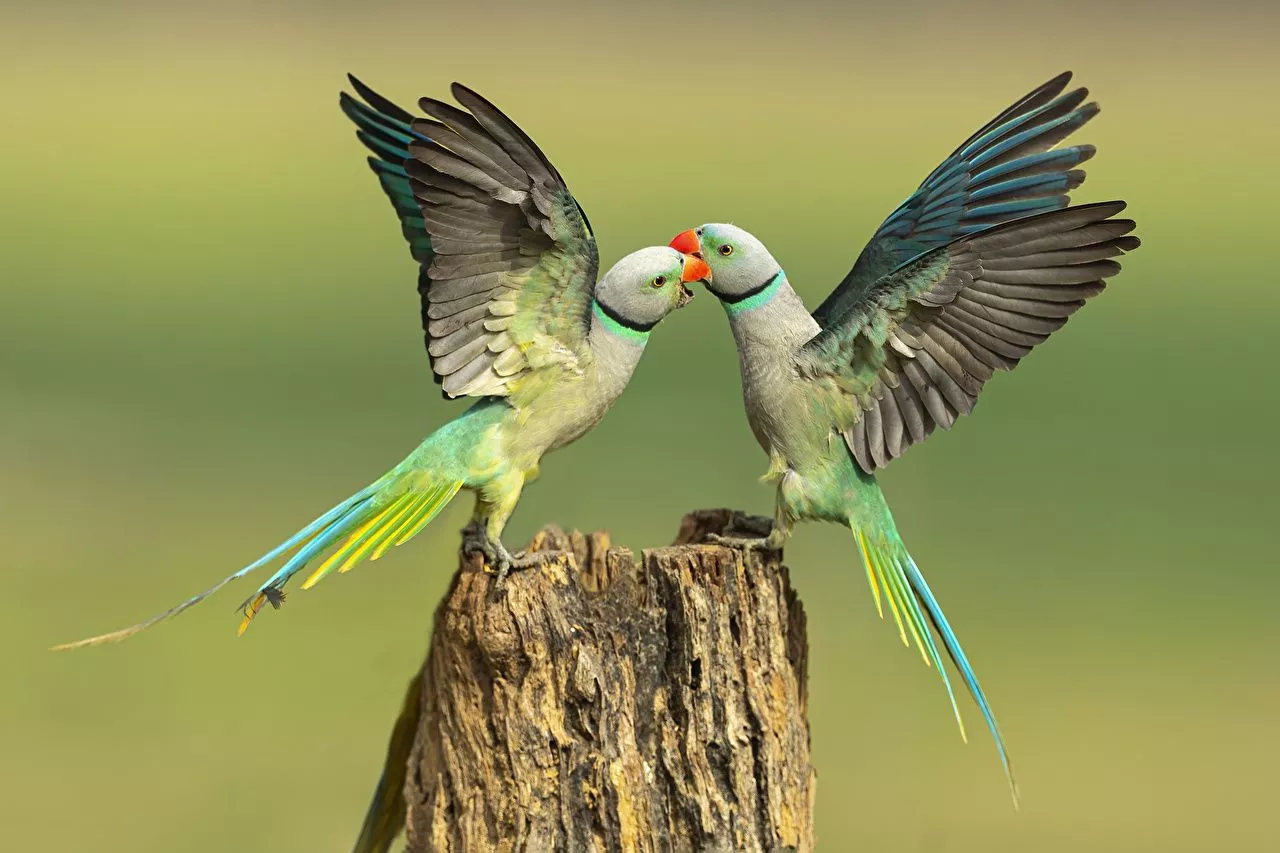 Desktop Wallpaper Birds Parrots Two