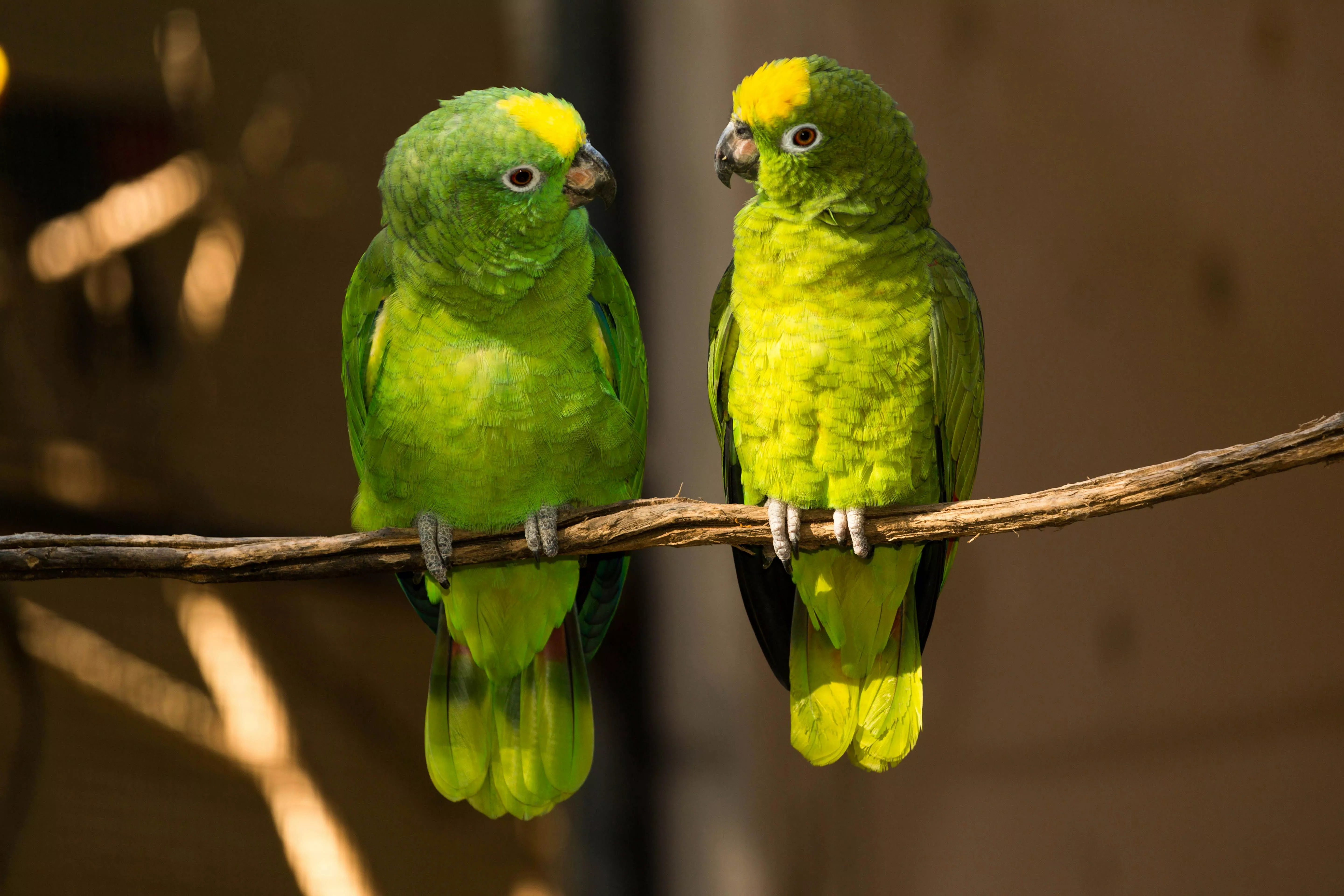 Amazon Parrot Photo, Download The BEST