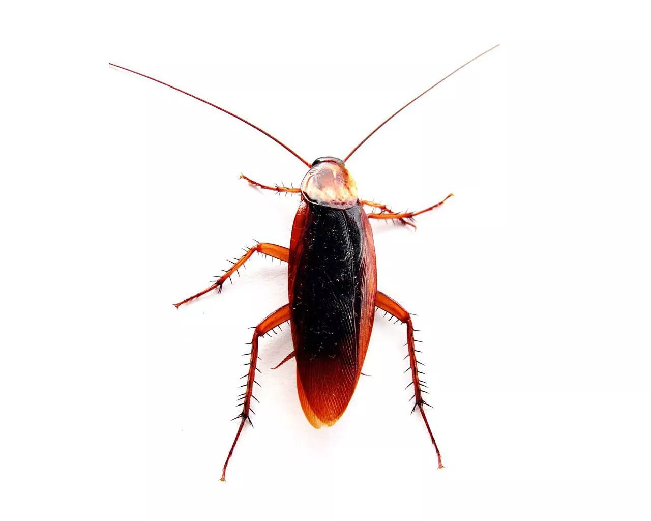 Download American Cockroach Exhibiting