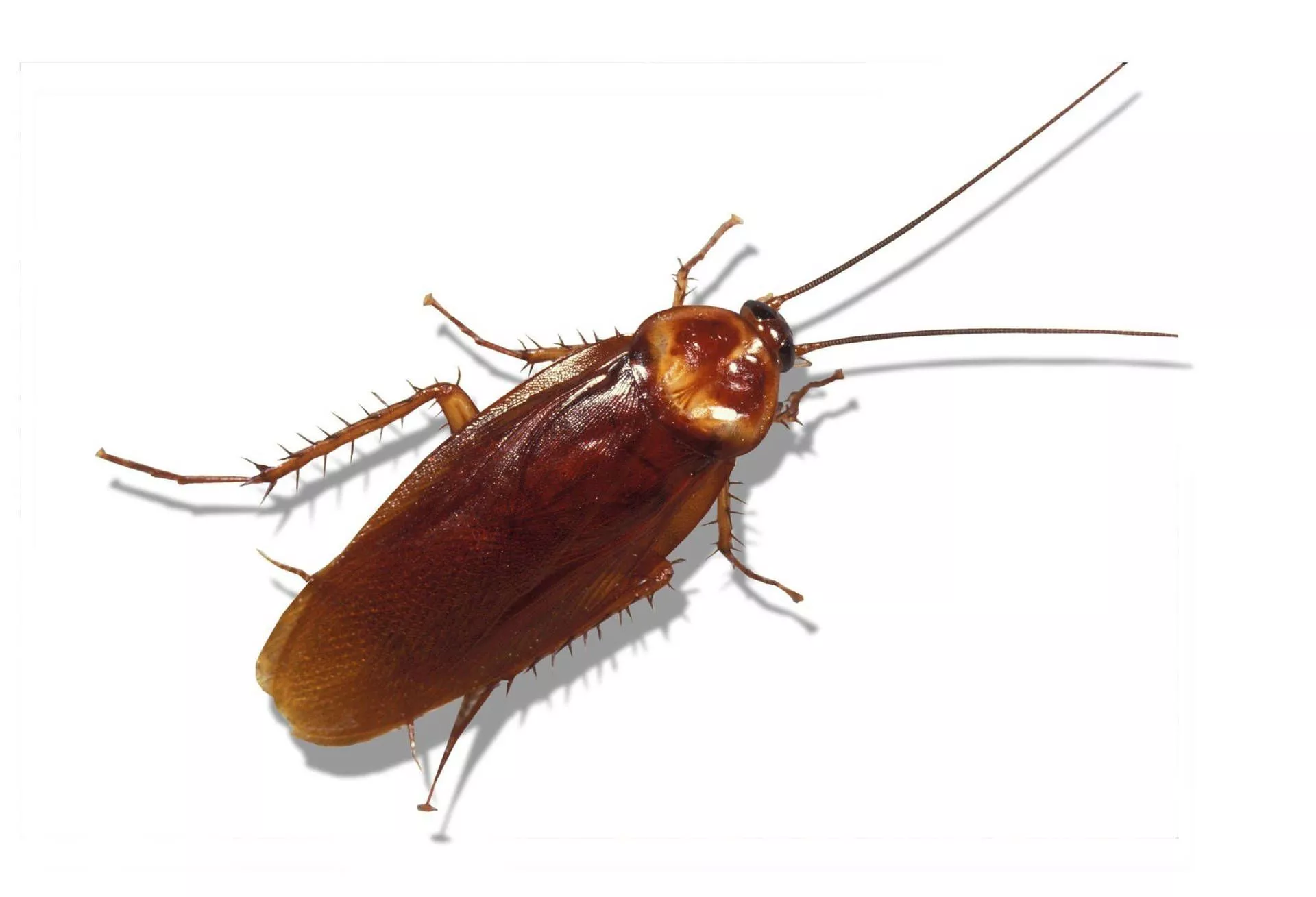 Brown Banded Cockroach Clipart