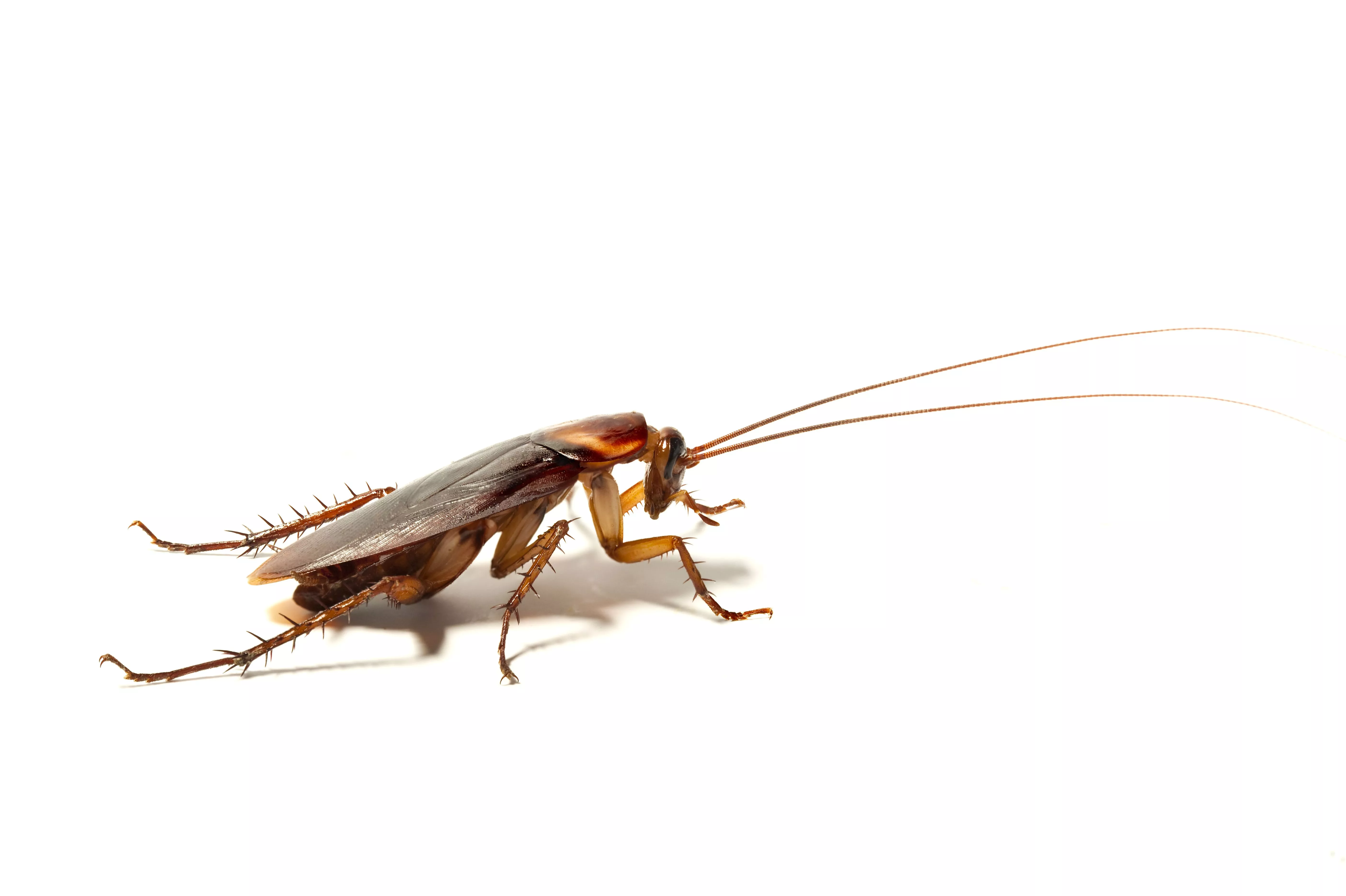 Download Cockroach wallpaper