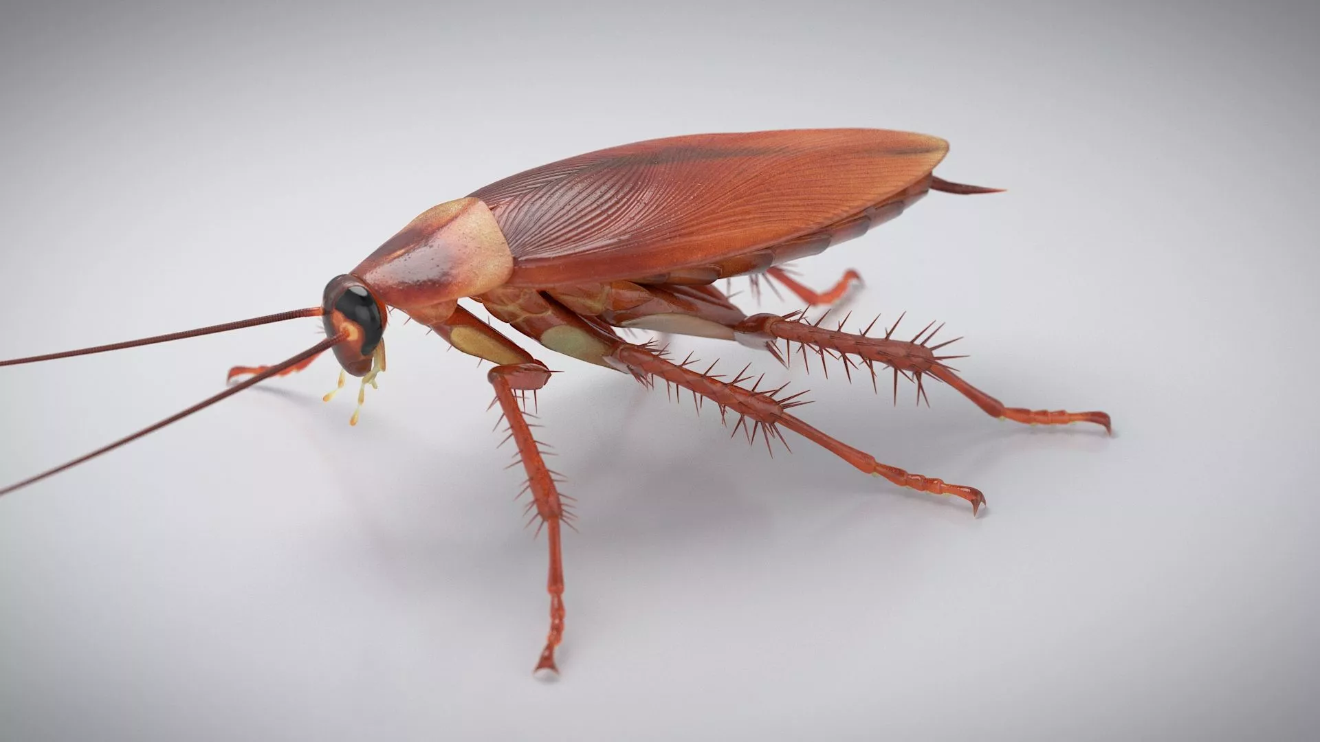 3D Realistic Cockroach