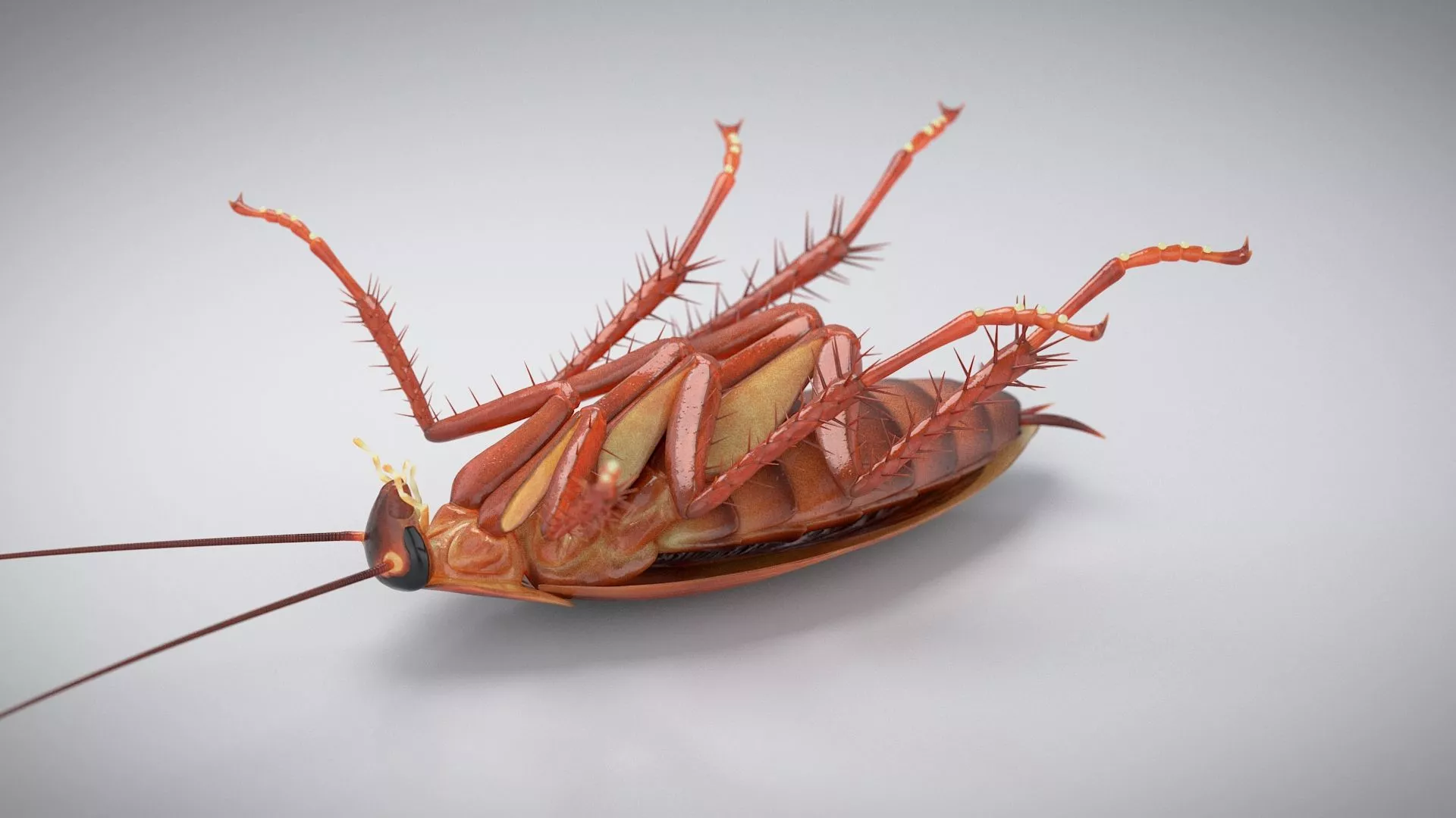 3D Realistic Cockroach