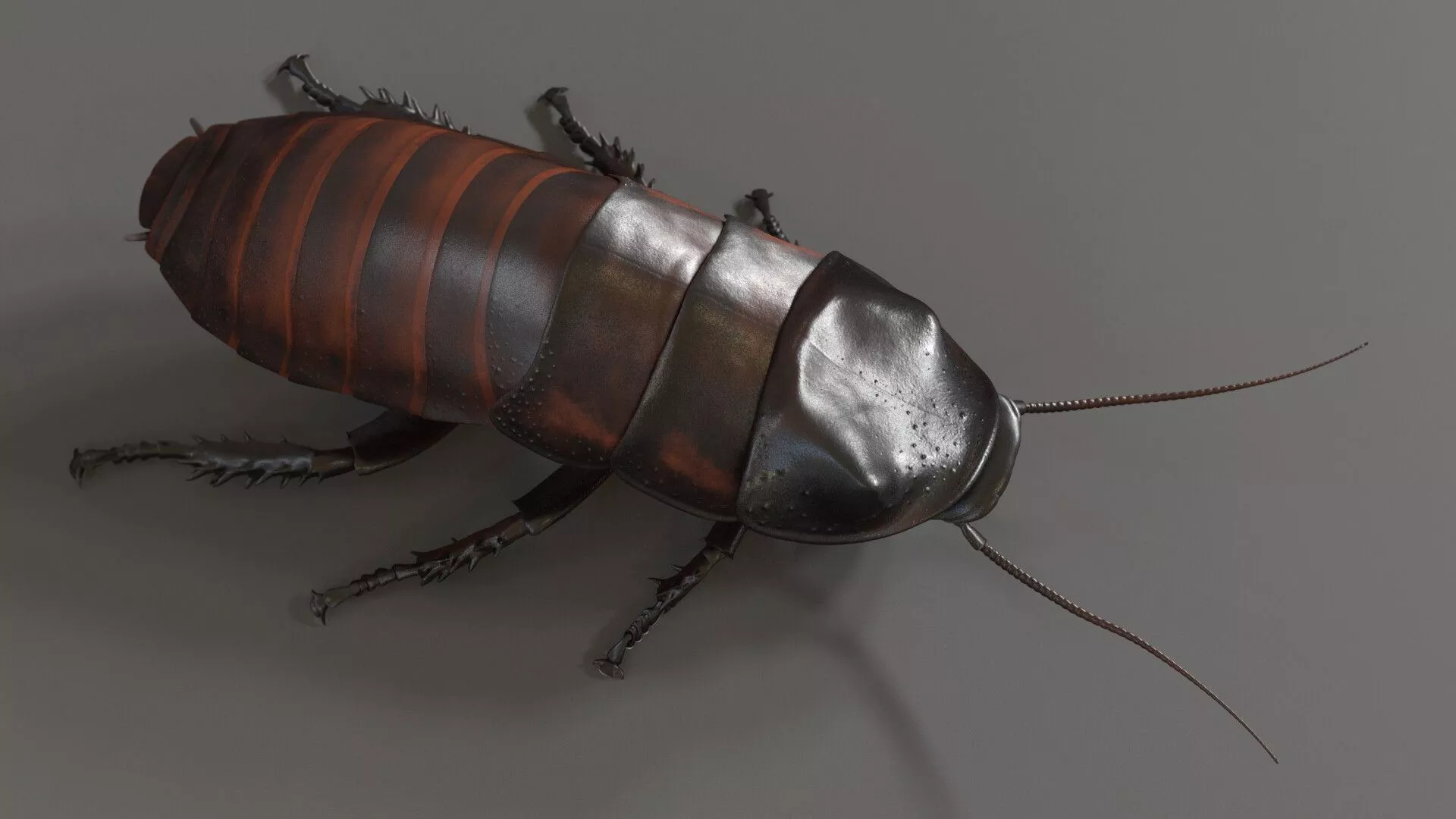 Realistic Hissing Cockroach