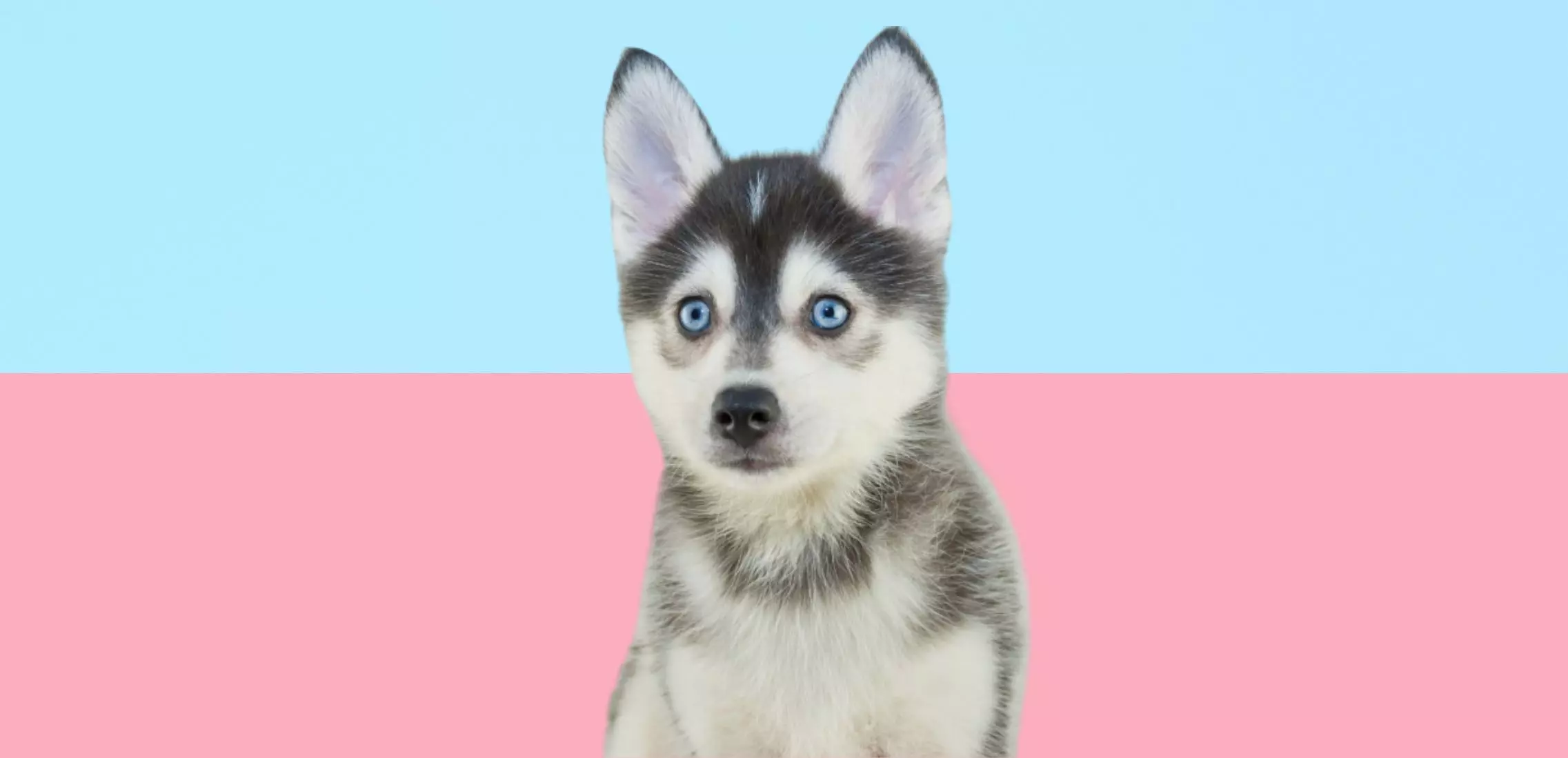 Pomsky Dog Breed Information