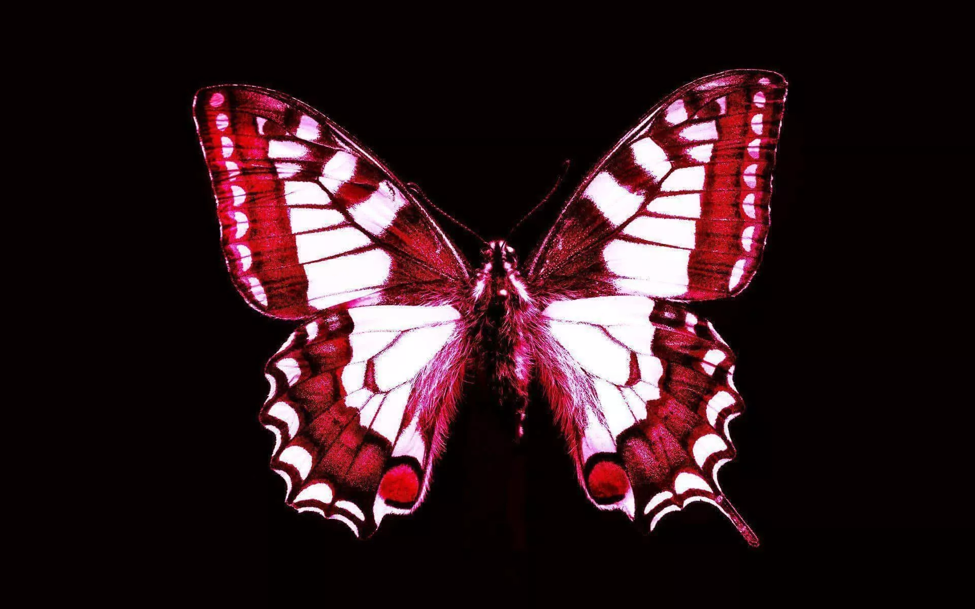 Red Butterfly Wallpaper
