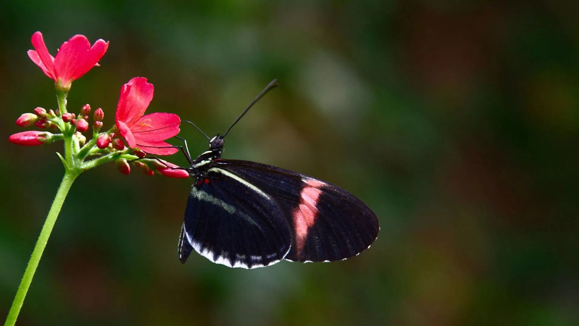 Black Butterfly Wallpaper