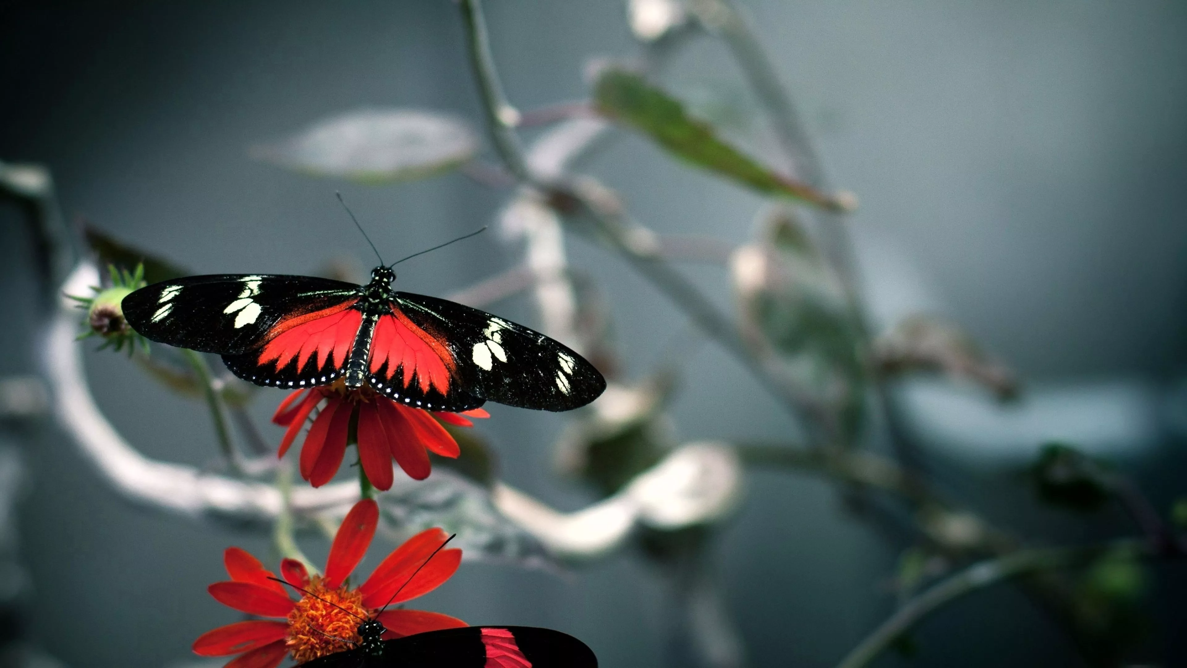 Beautiful Black And Red Butterfly 4K HD